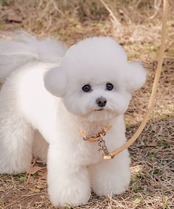 [予約販売] [STROLL] Rope collar-Banana 首輪