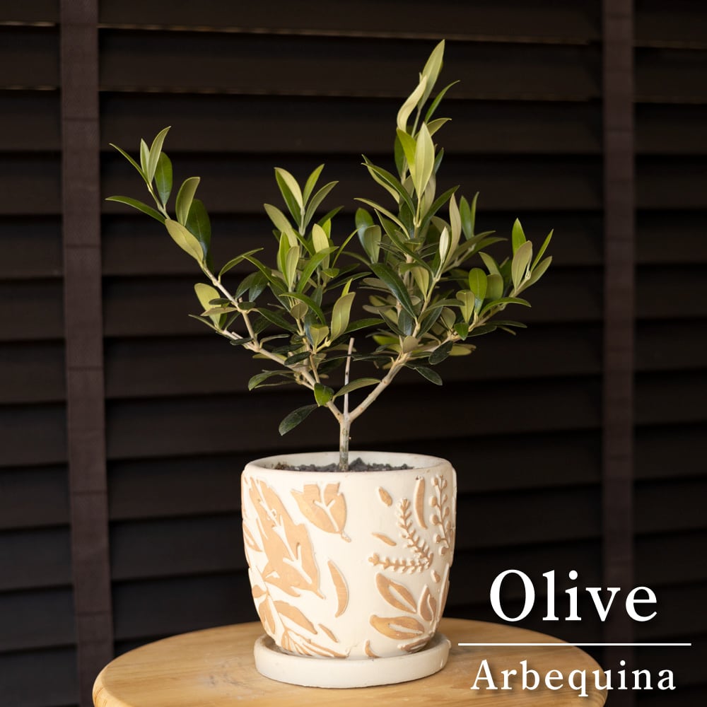 母の日プレゼント♪ Olive オリーブの木 アルベキーナ オリーブ 観葉