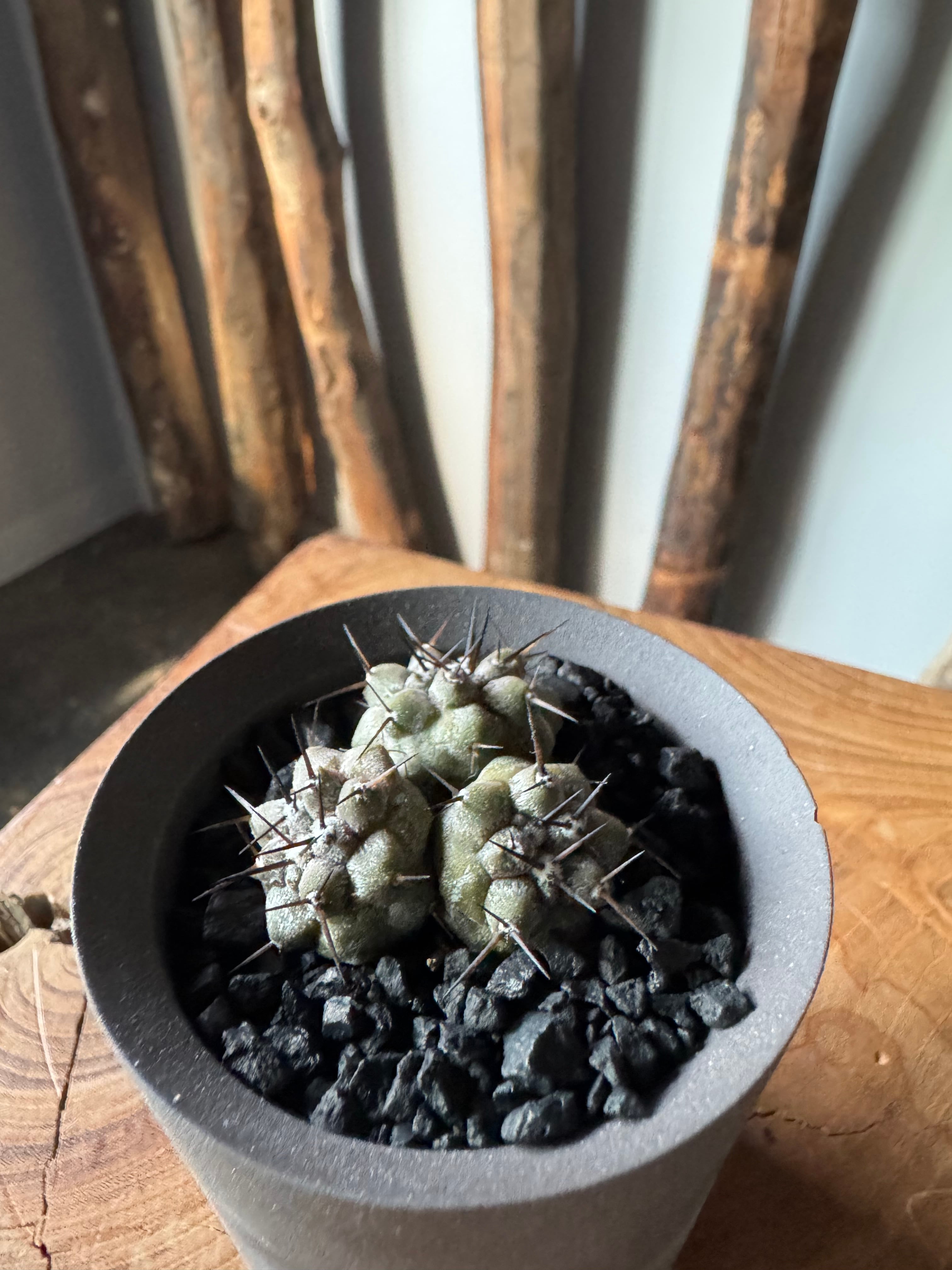 新作】Copiapoa cinerea × VALIEM GHOST【俺の黒王丸 トリプルヘッド