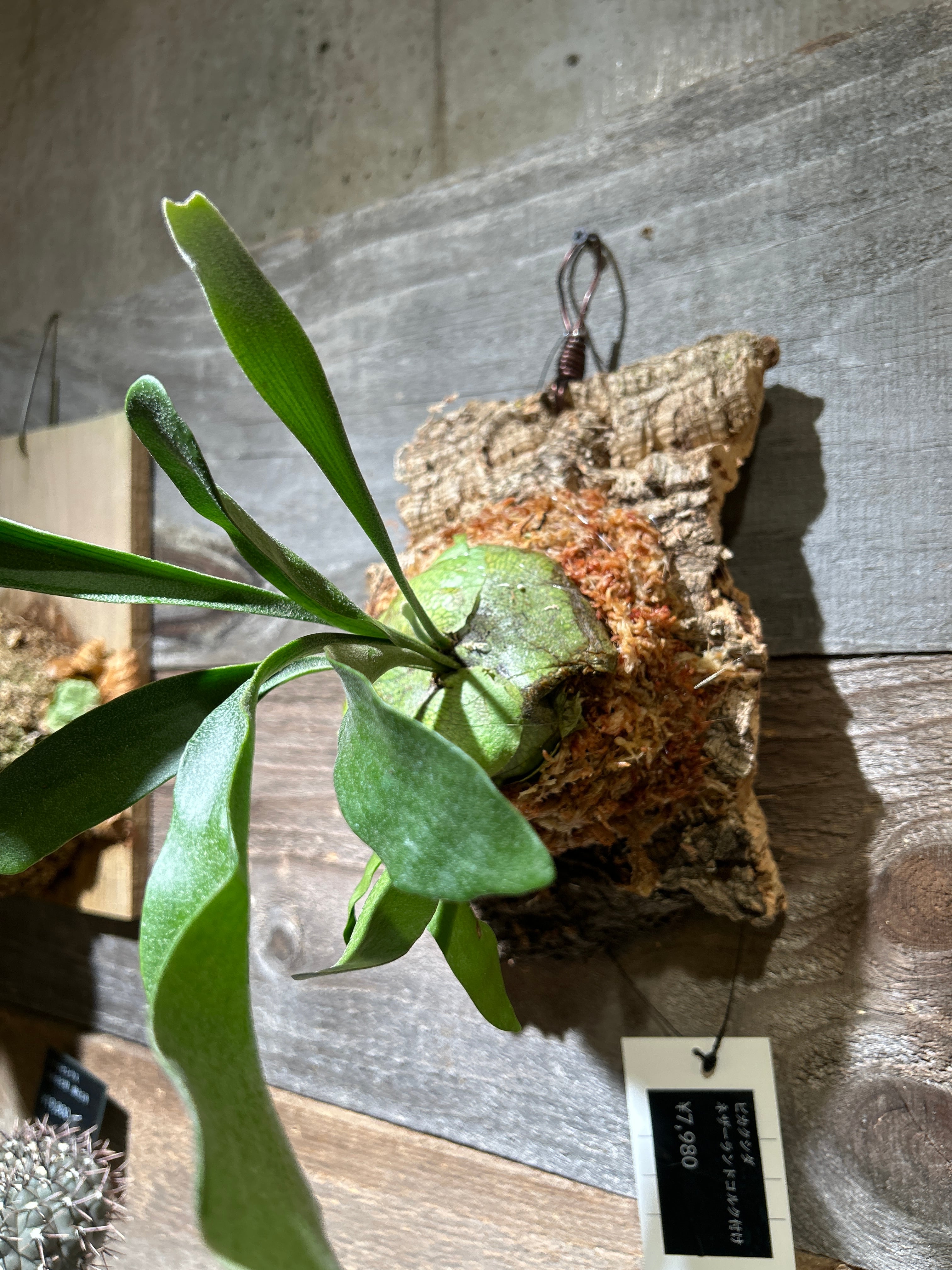 ガジュマル ねじり8号 | 植物との暮らし apricot