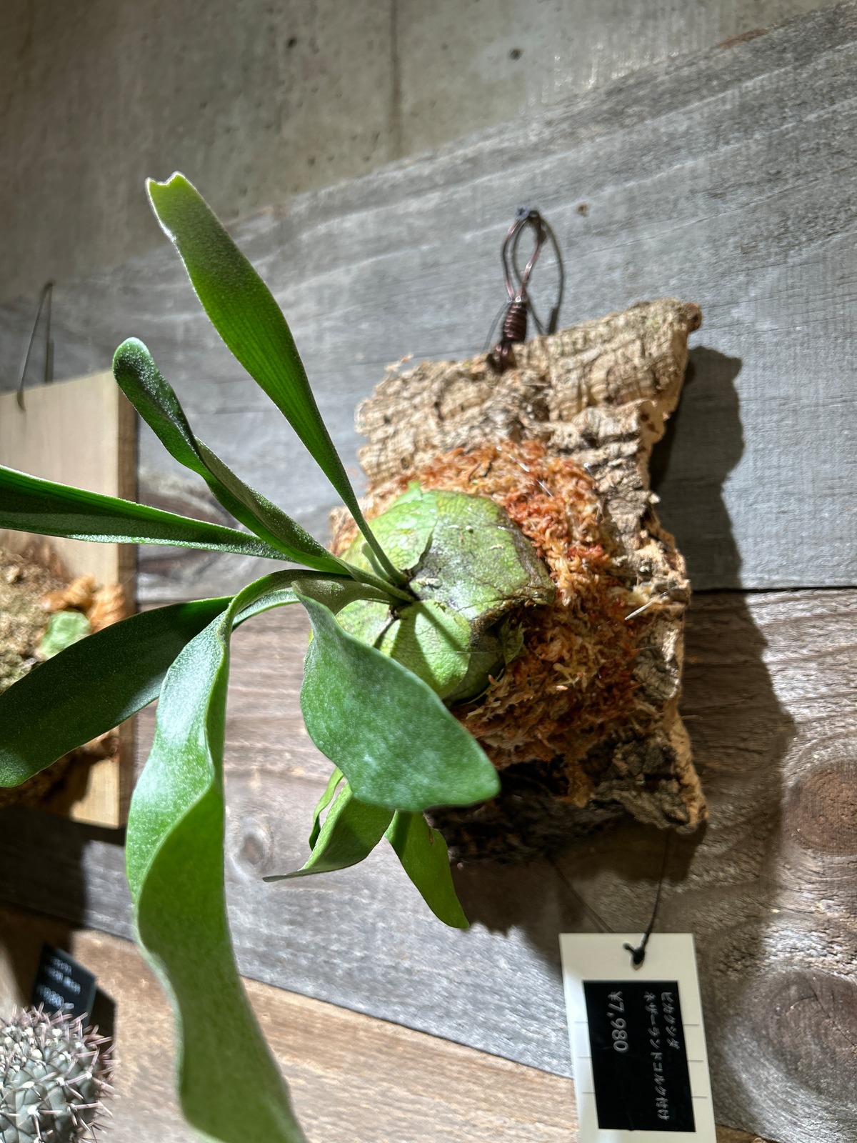 ビカクシダ コルク付 ネザーランド | 植物との暮らし apricot