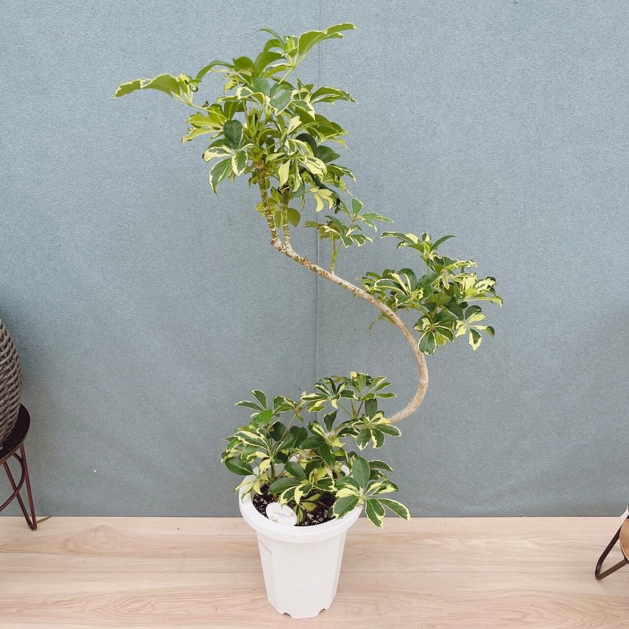 現品］10番A シェフレラ ウォルシー 曲がり 7号 観葉植物 斑入り 室内