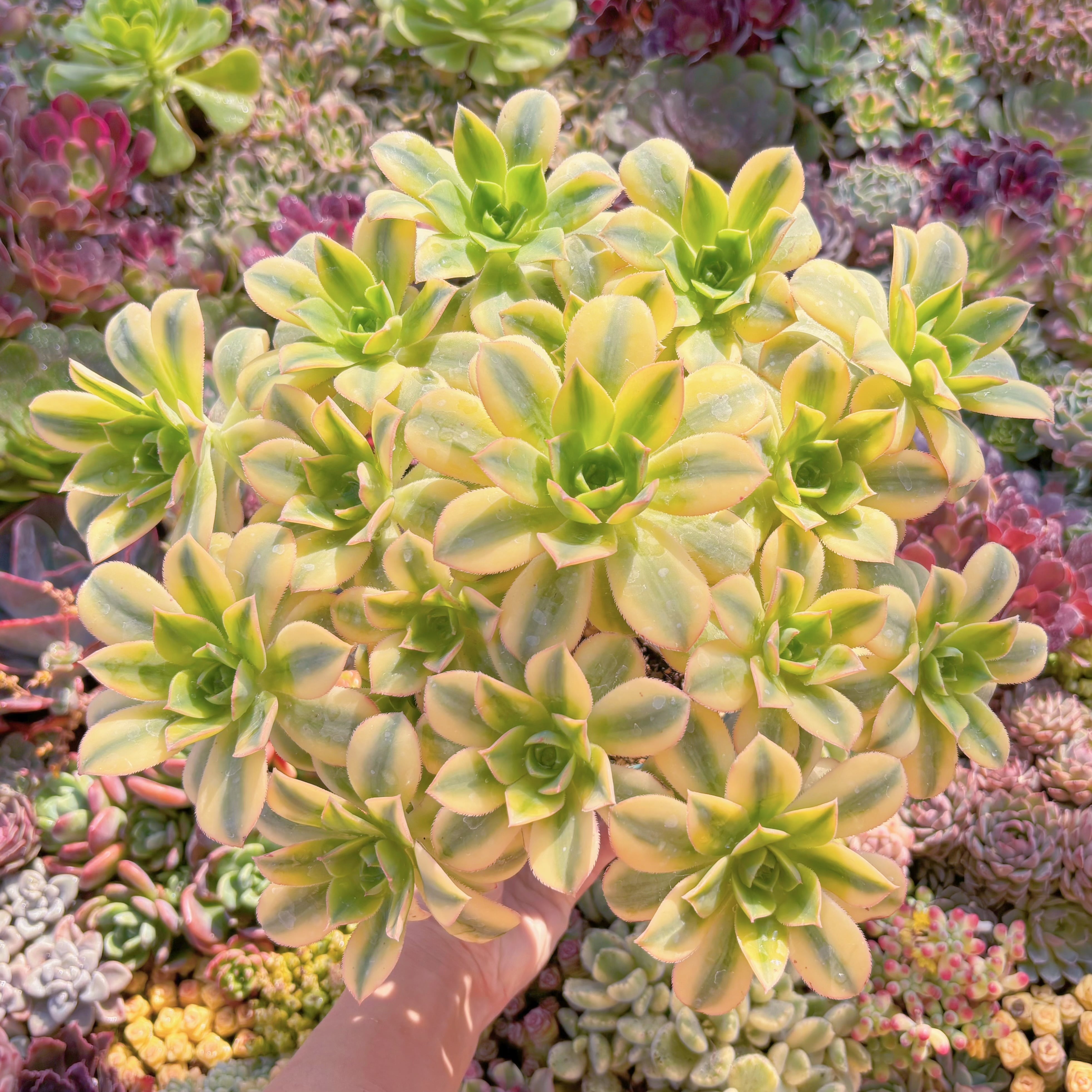 現品　サンバースト#A056　特大群生　るる農園