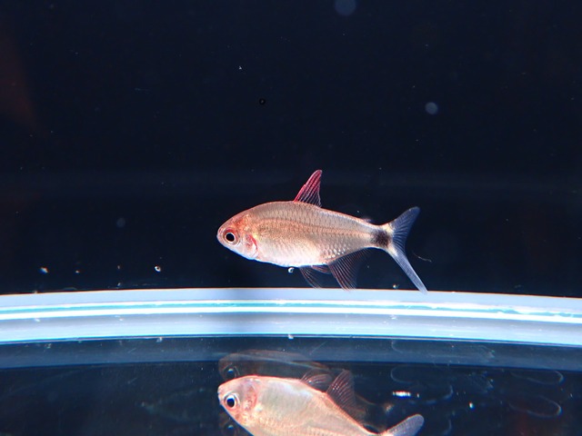 ハイフェソブリコン　ペウゲオッティ