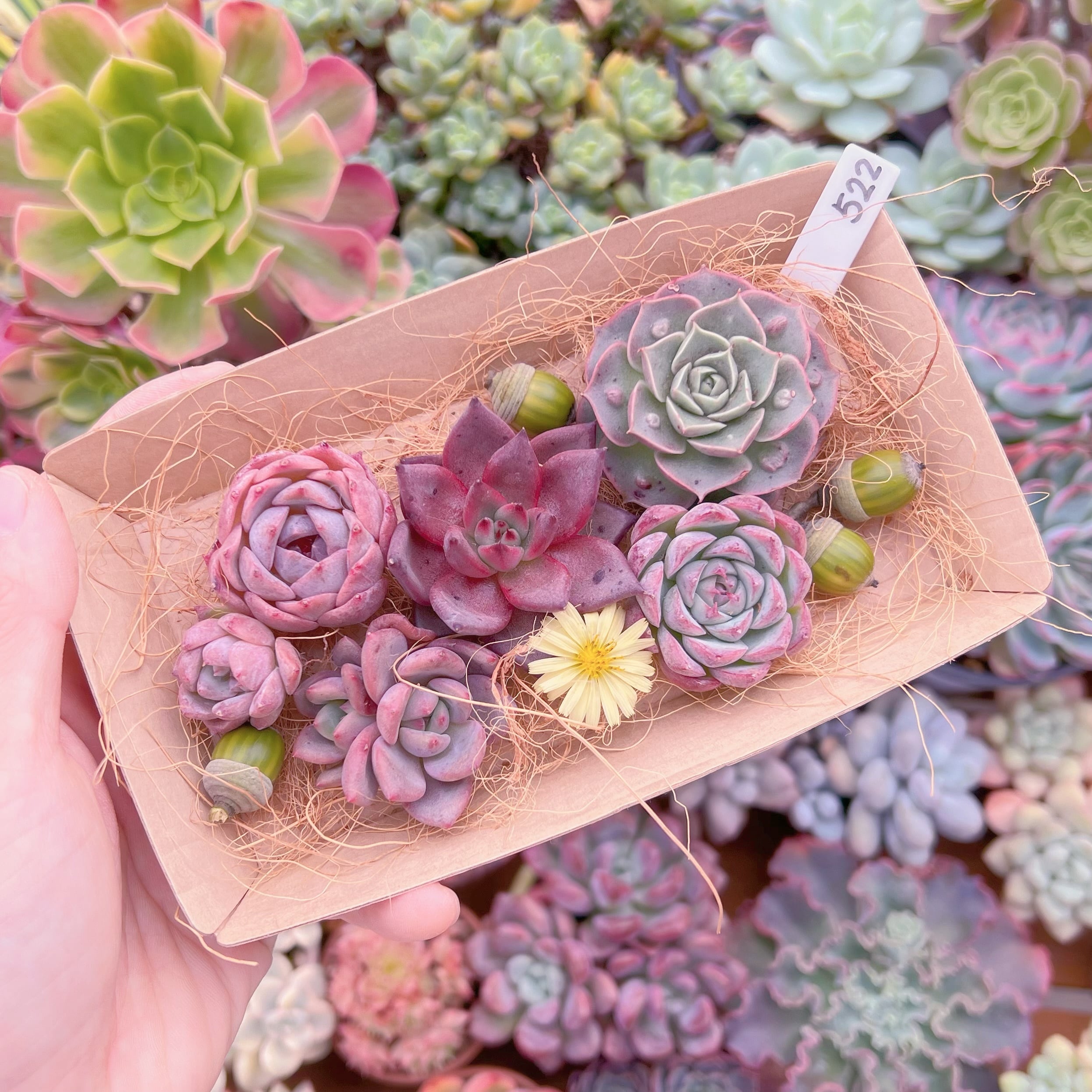 現品　多肉お弁当#522   るる農園