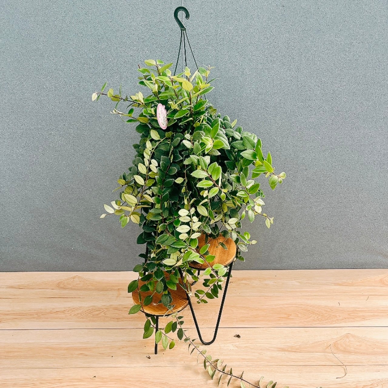 ［現品］34番　エバーフレッシュ　曲がり　9号　観葉植物　室内　大型　人気 現品］34番 エバーフレッシュ 曲がり 9号 観葉植物 室内 大型 人気