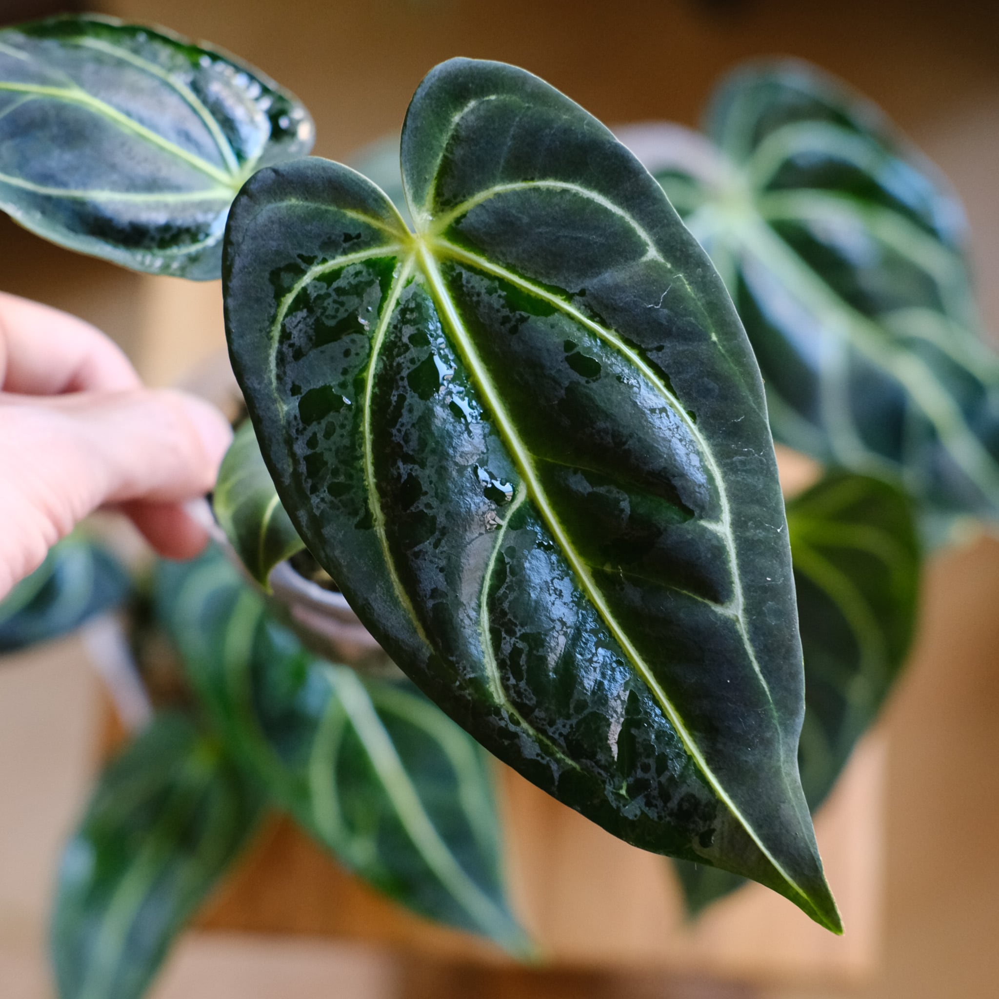 アンスリウム・レガレ（Anthurium regale）　① Anthurium Regale｜アンスリウム・レガレ｜観葉植物 | tokyoplants