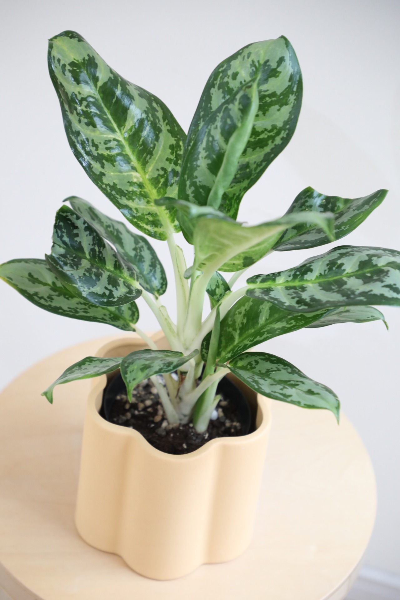 【S】アグラオネマ モラコツ/Aglaonema