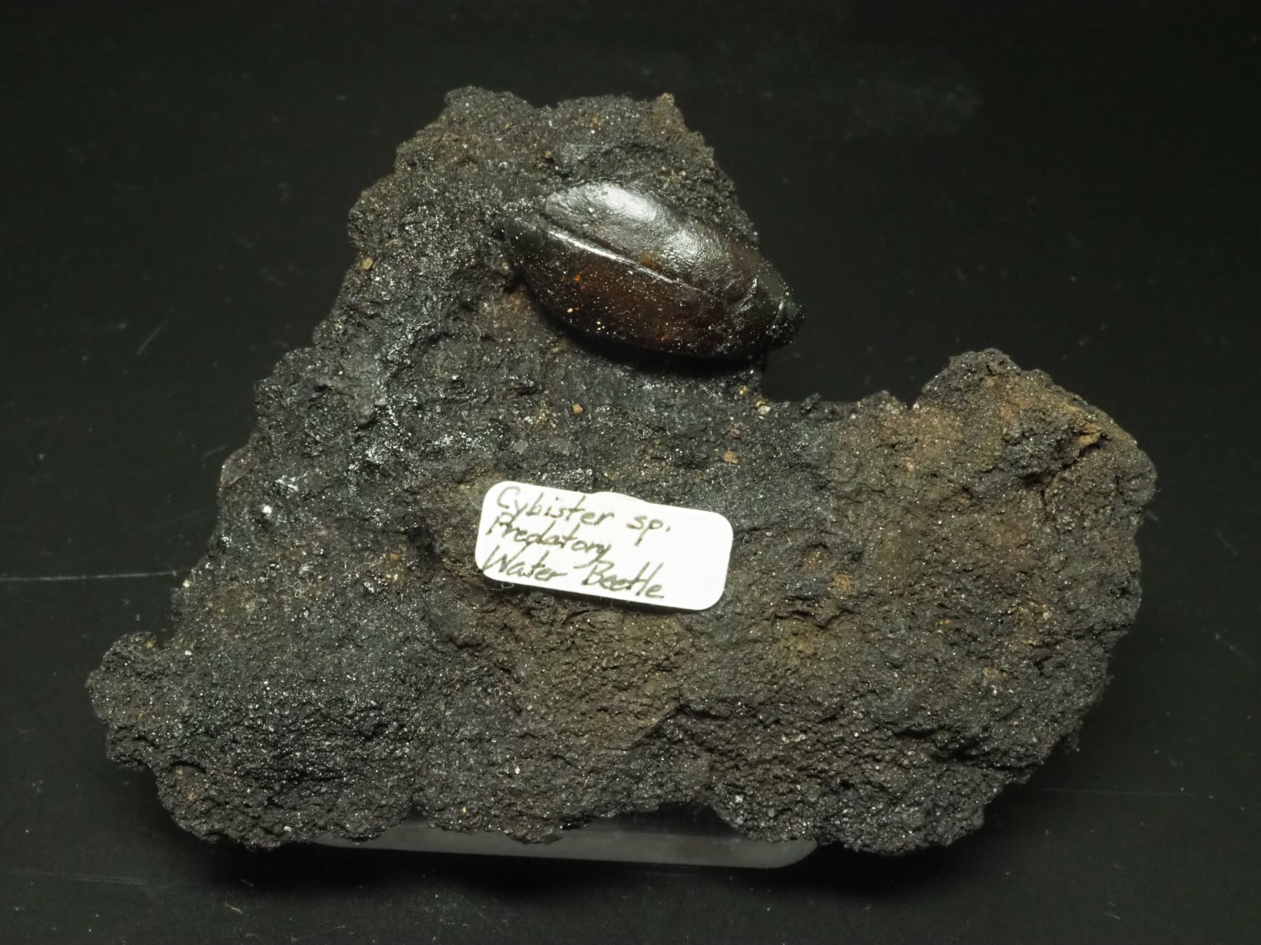 タールピット産ウォーターバグ！水甲虫の化石【Cybister sp.】アメリカ