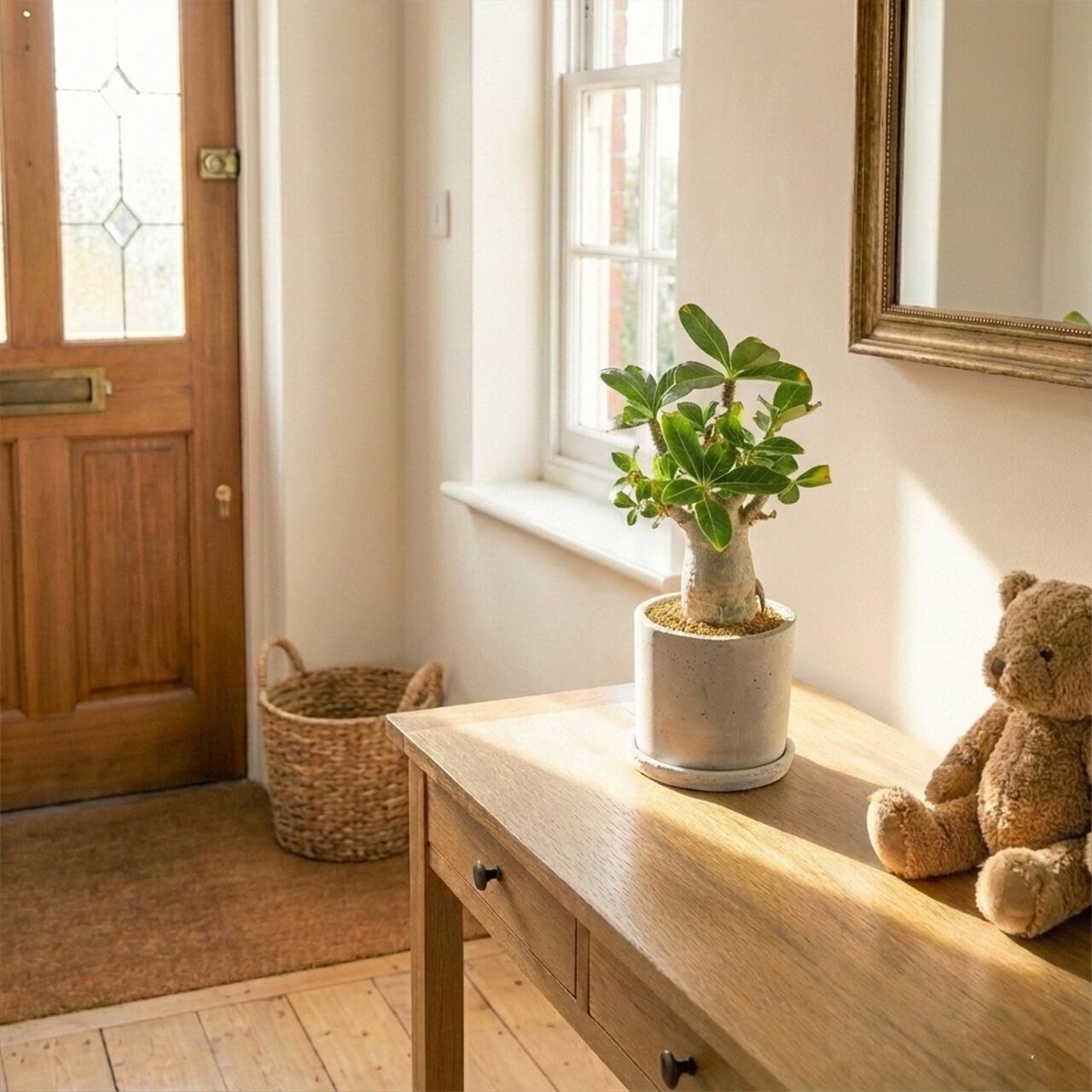 アデニウム｜すっきり立ち上がる枝と優しい塊根フォルムの一点もの【虫発生抑制／手作りモルタル鉢】