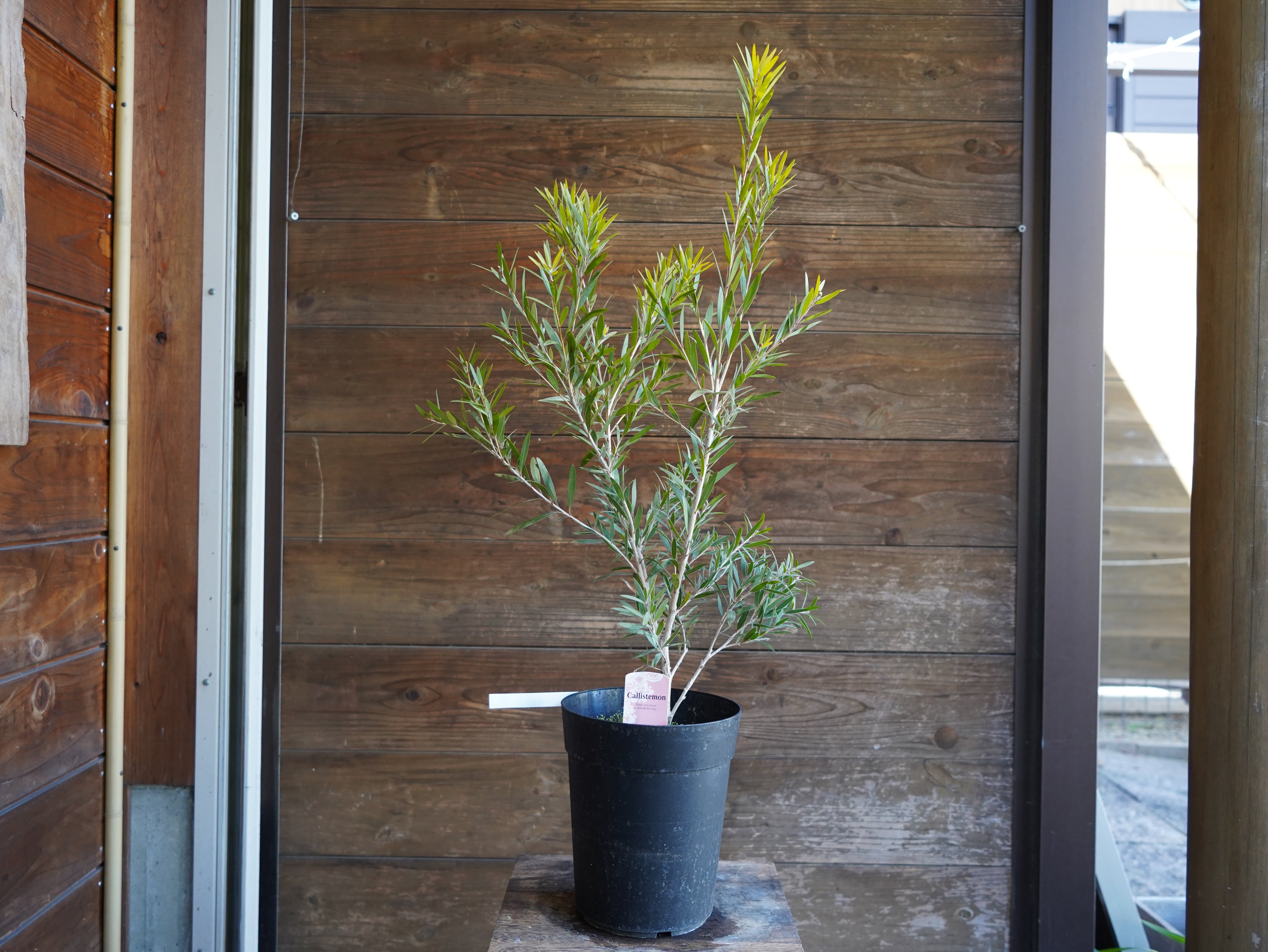 【現物】カリステモン　”ドーソンリバー”