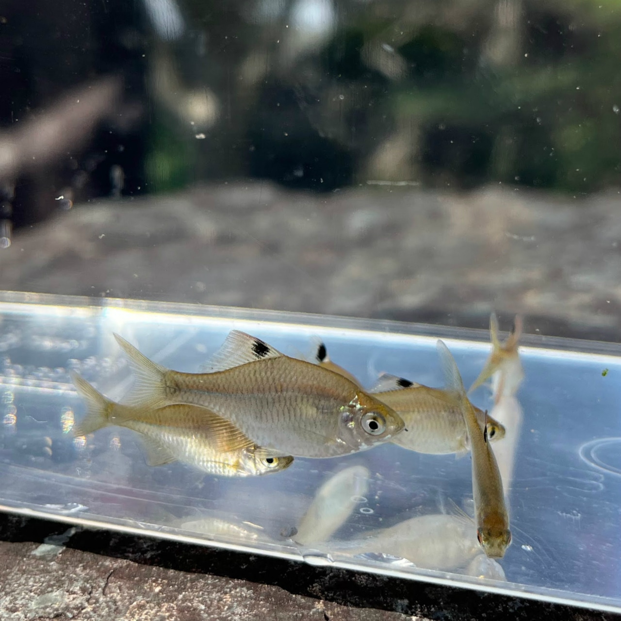 ※特盛セット※(淡水魚)タイリクバラタナゴ M(2~4cm±)(30匹)【生体】