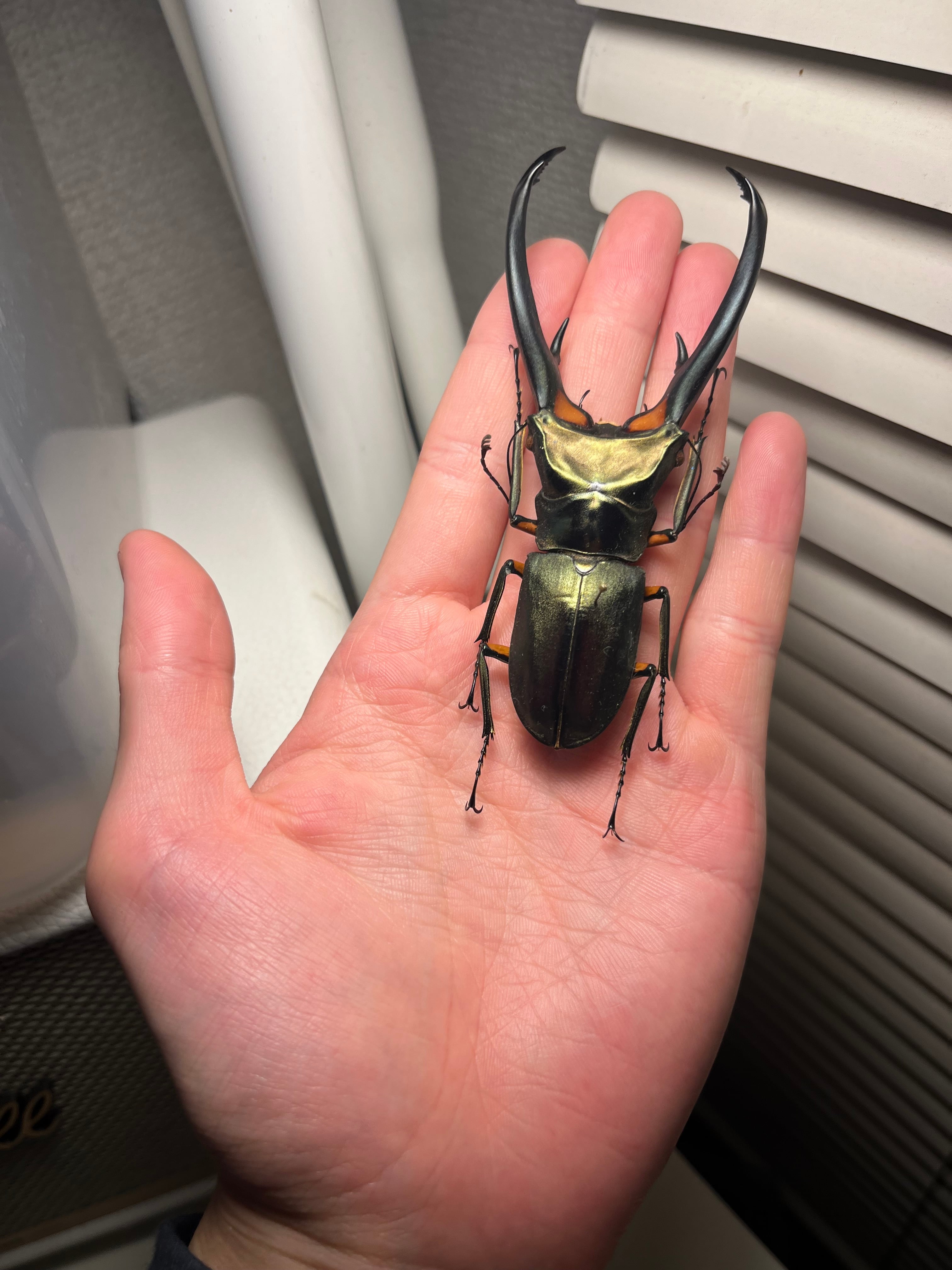 102mm】エラフスホソアカクワガタ Cyclommatus elaphus 紅鹿細身赤鍬形