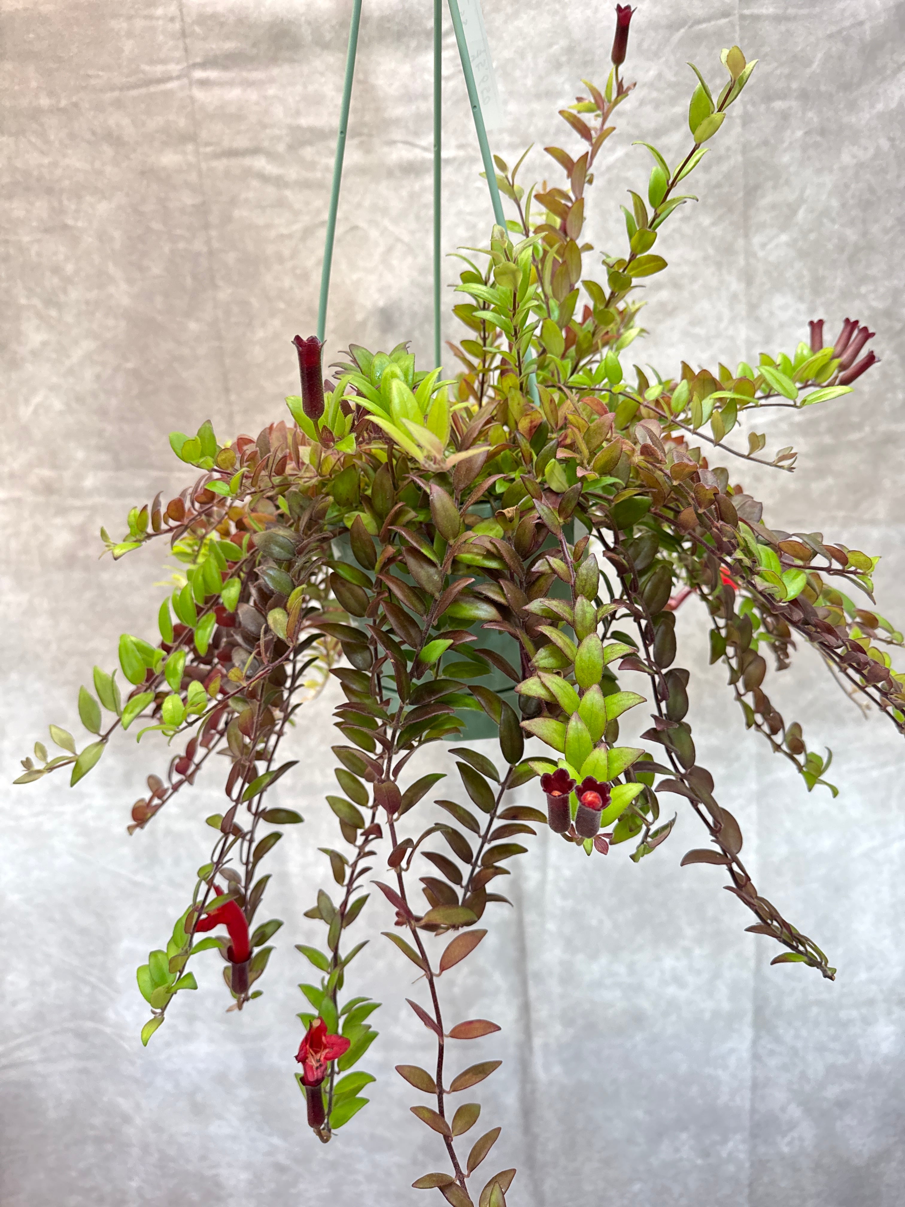 ホヤ・ディスキディア・洋蘭等 | Gardenえん 【観葉熱帯植物】