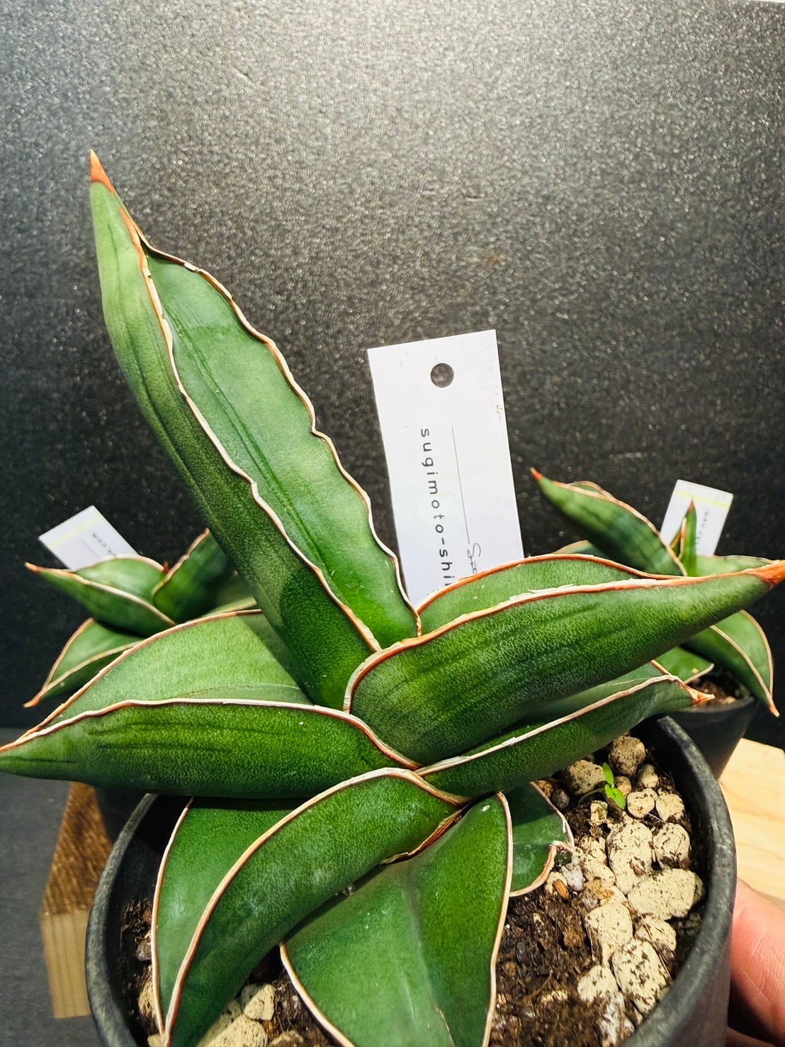 サンセベリア・サムライドワーフ 3号 | 観葉植物と雑貨のお店 VIVAGREEN