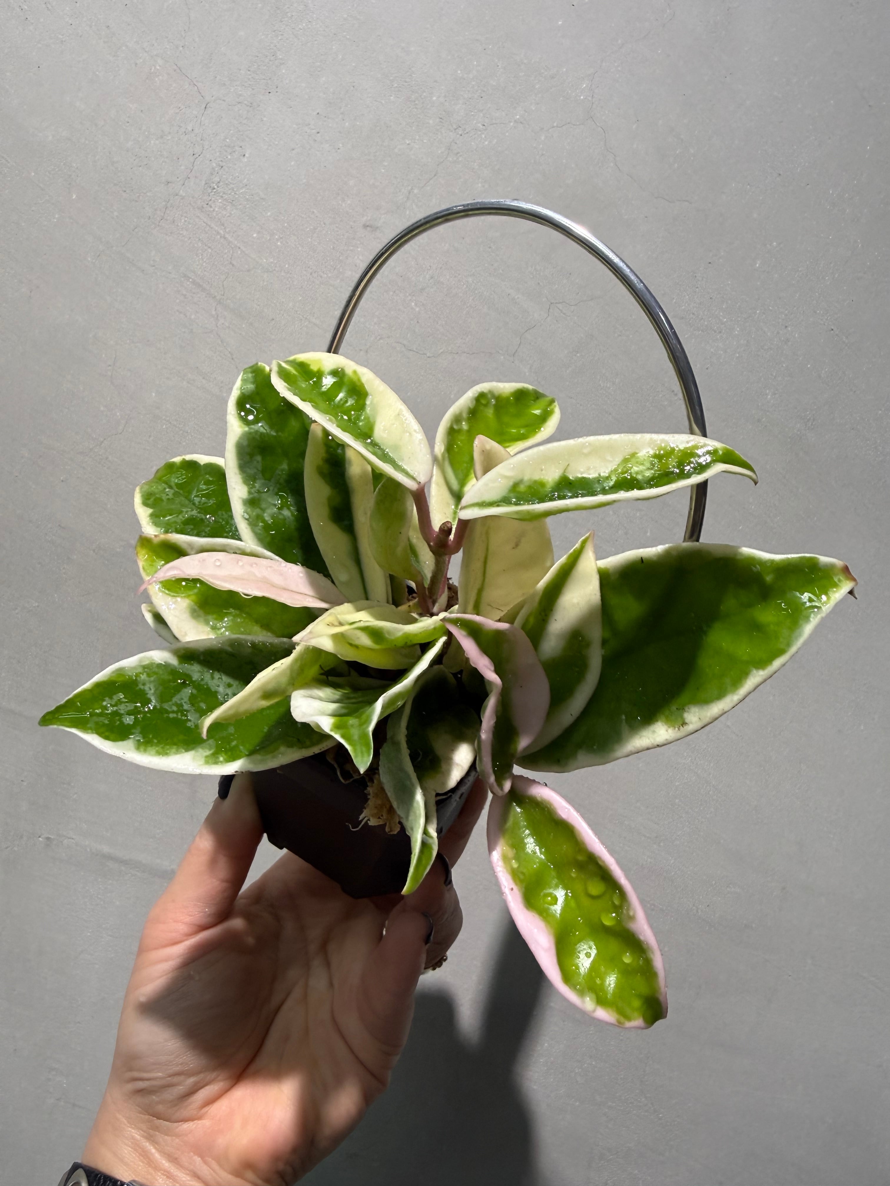 ホヤ カルノーサ スージーQ | MIDORIYA 観葉植物専門店