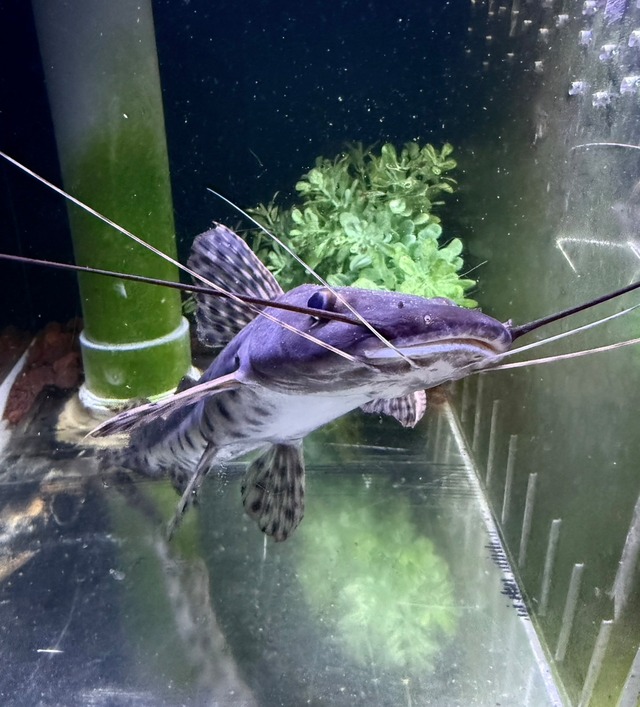 ピンダードキャット×タイガーシャベルノーズ