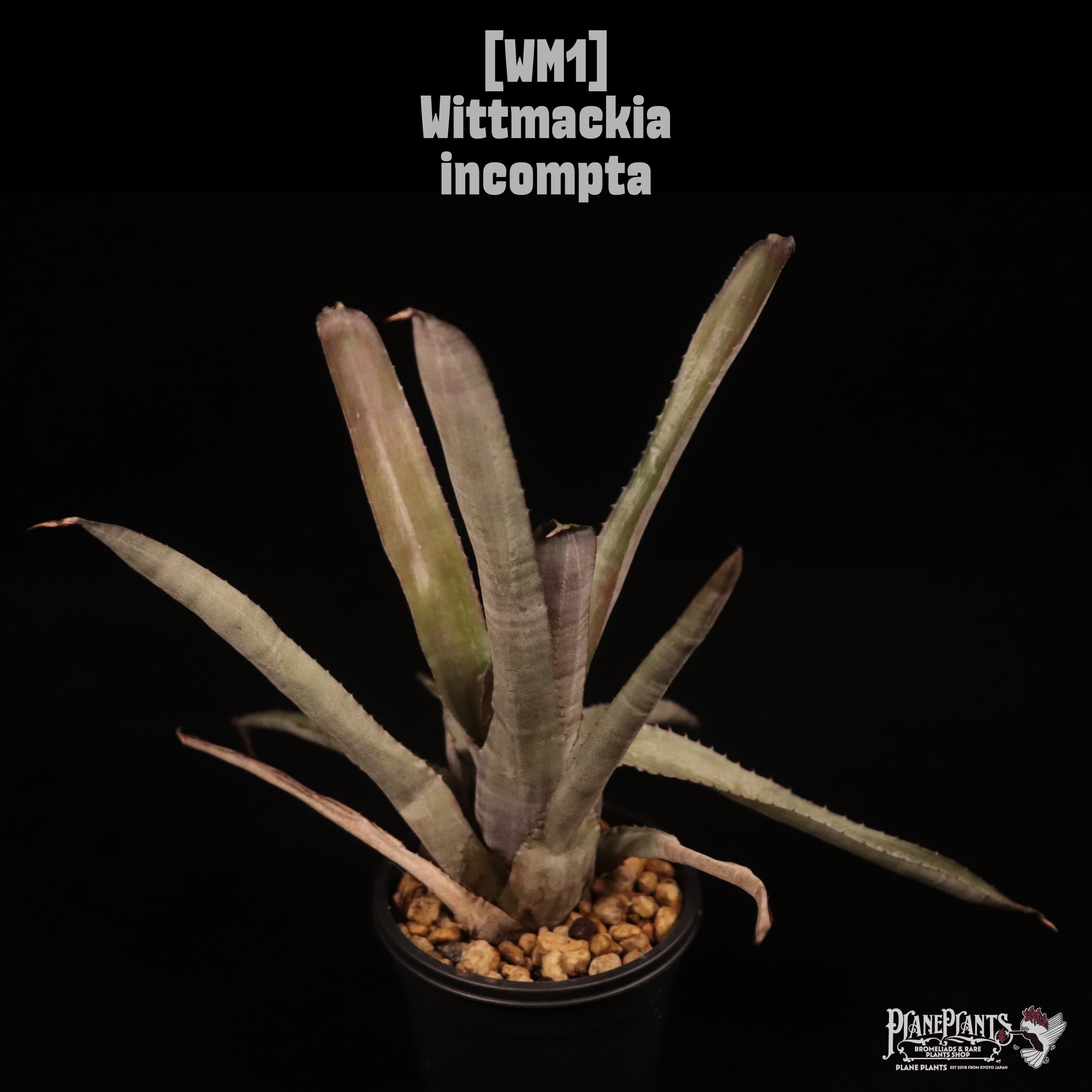 Wittmackia incompta〔ウィットマッキア〕WM1
