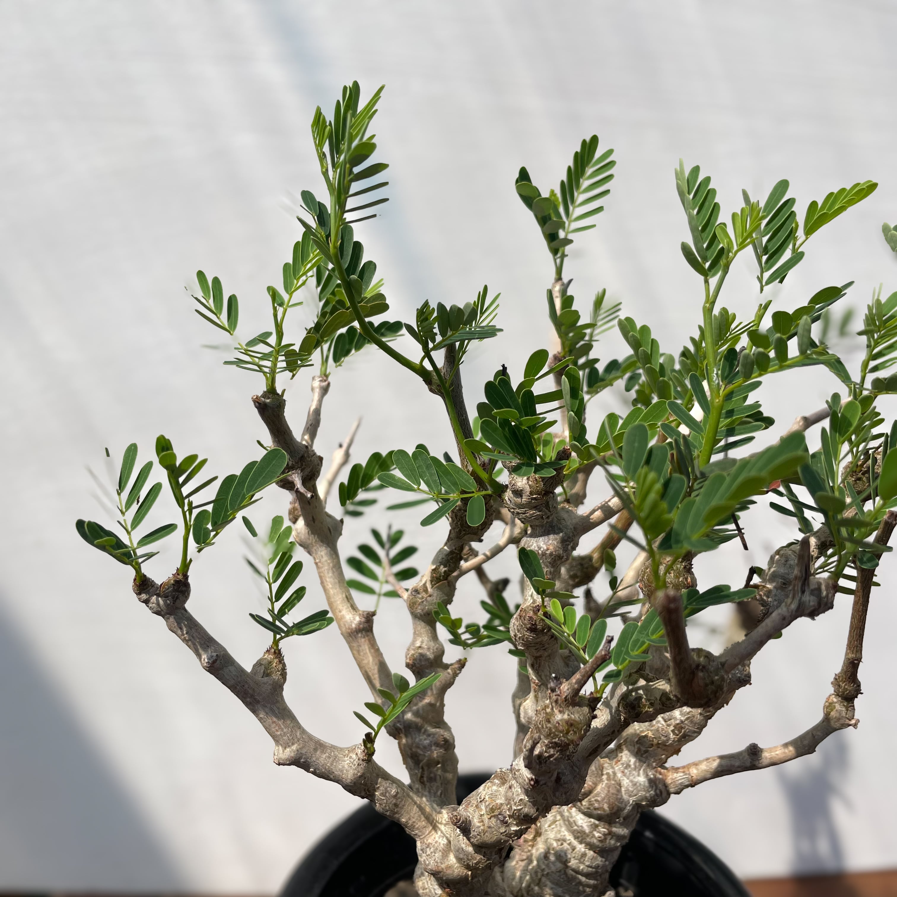 センナ メリディオナリス センナ・メリディオナリス | 悟 satori