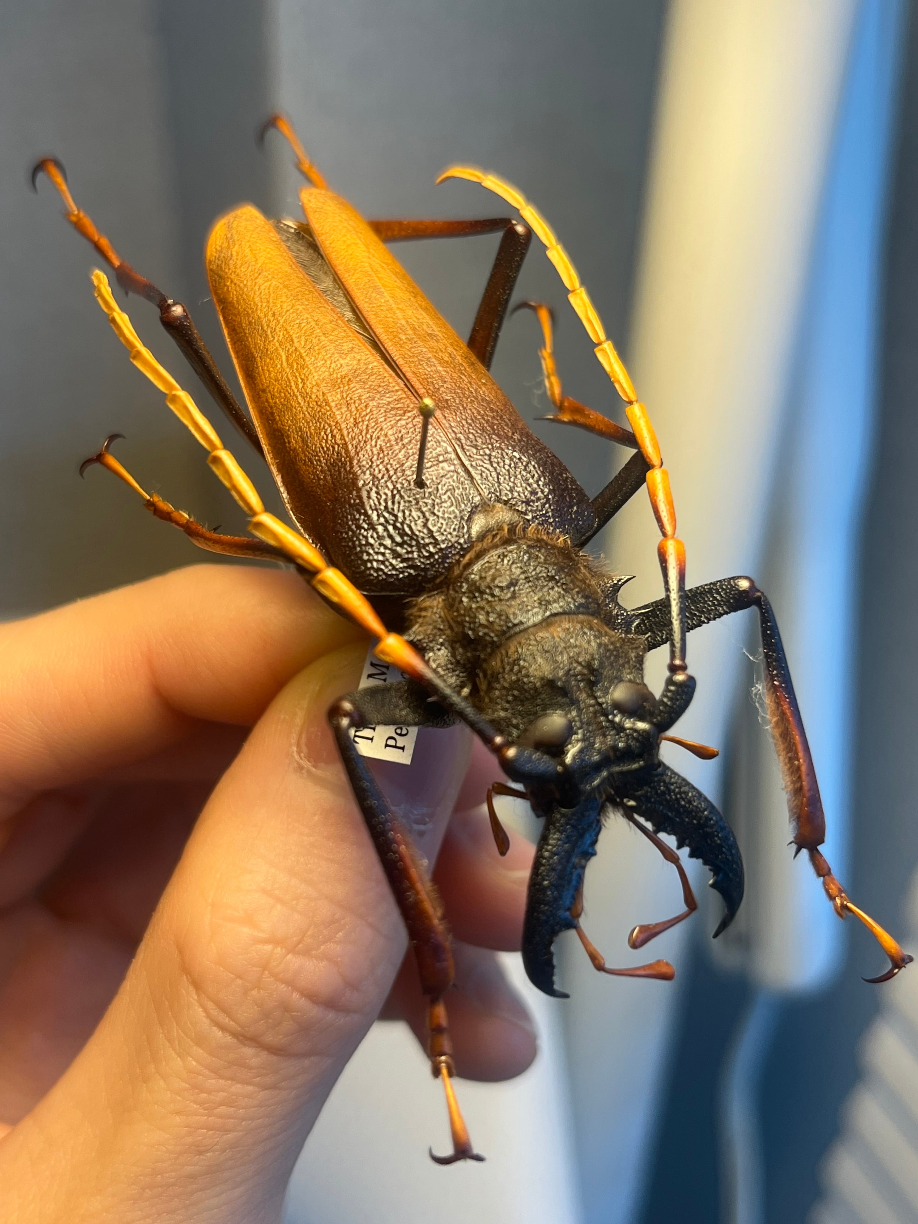 70mmルリオニカミキリ 標本 70mm キンオニノコギリカミキリ 赤