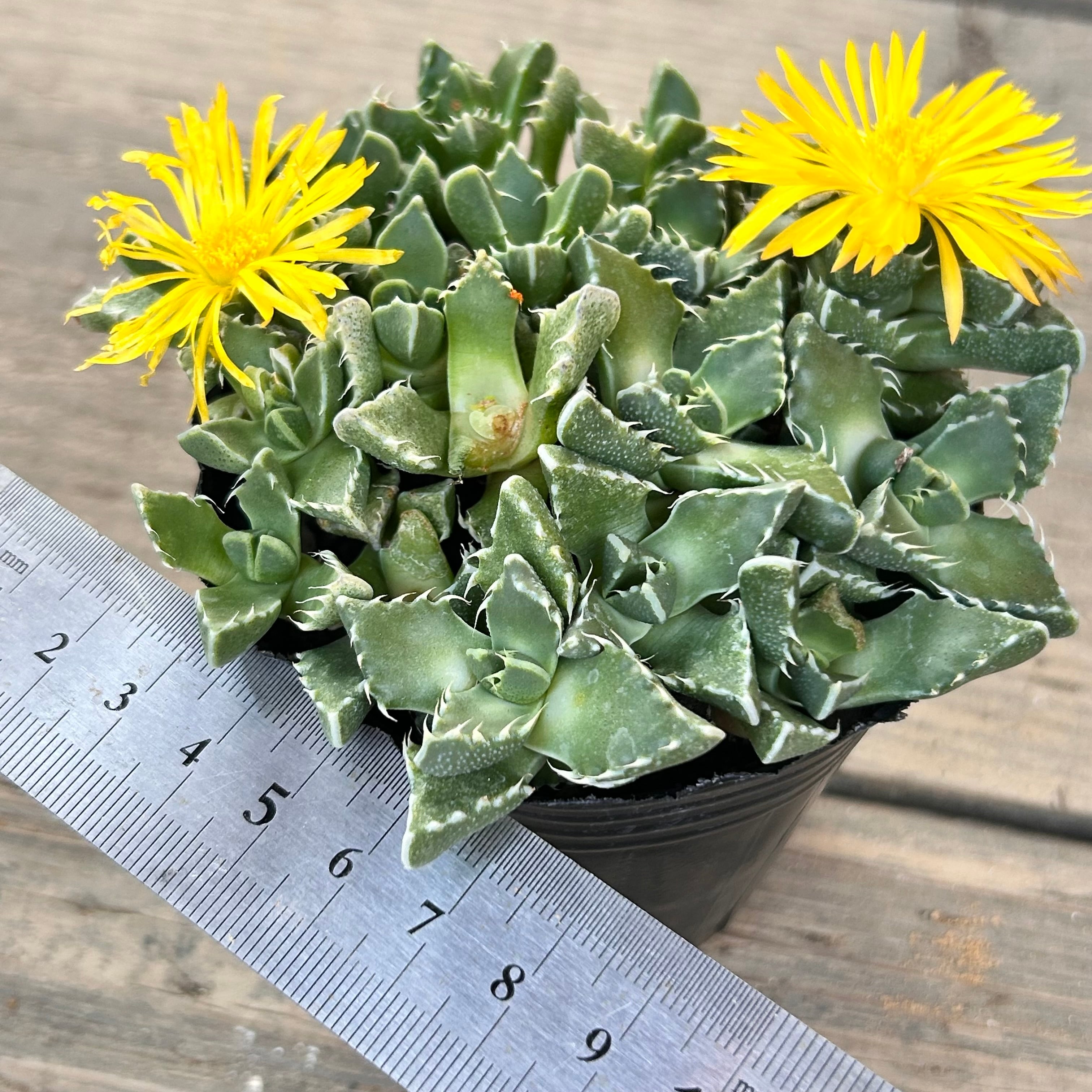 フォーカリア | RuPo 多肉植物専門店