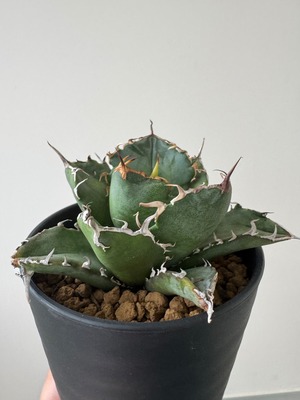 【新着】Agave titanota 白鯨 【初心者でも育てやすい間違えないアガベ】