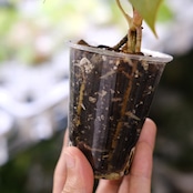 アンスリウム・ミシェル × エースオブスペード / Anthurium 'Michelle'× A. Ace of Spade④│観葉植物