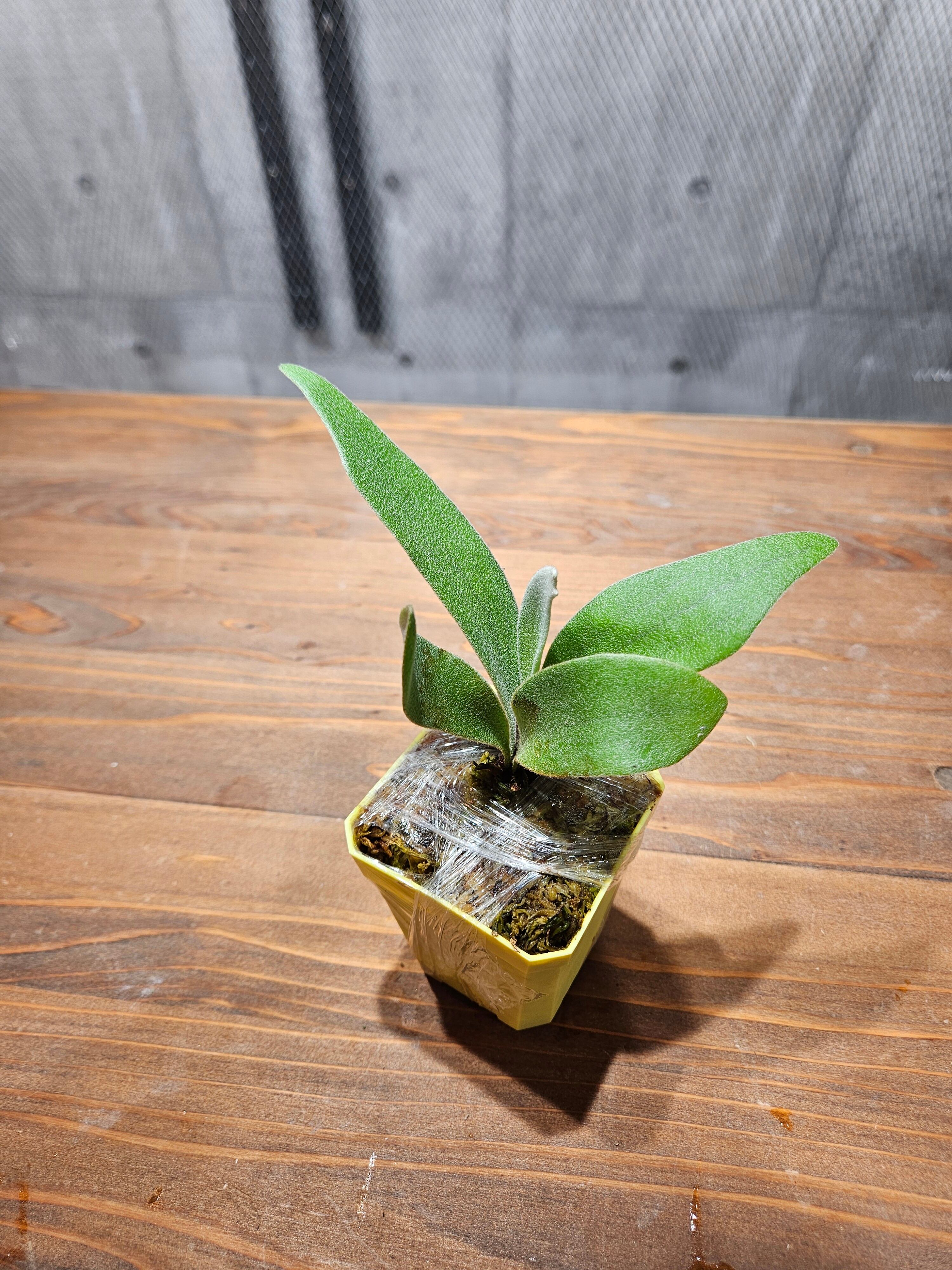 ビカクシダ Null 🏴‍☠️ 極楽鳥× E-1 凄く青い @yone_yonex #willinckii #hillii