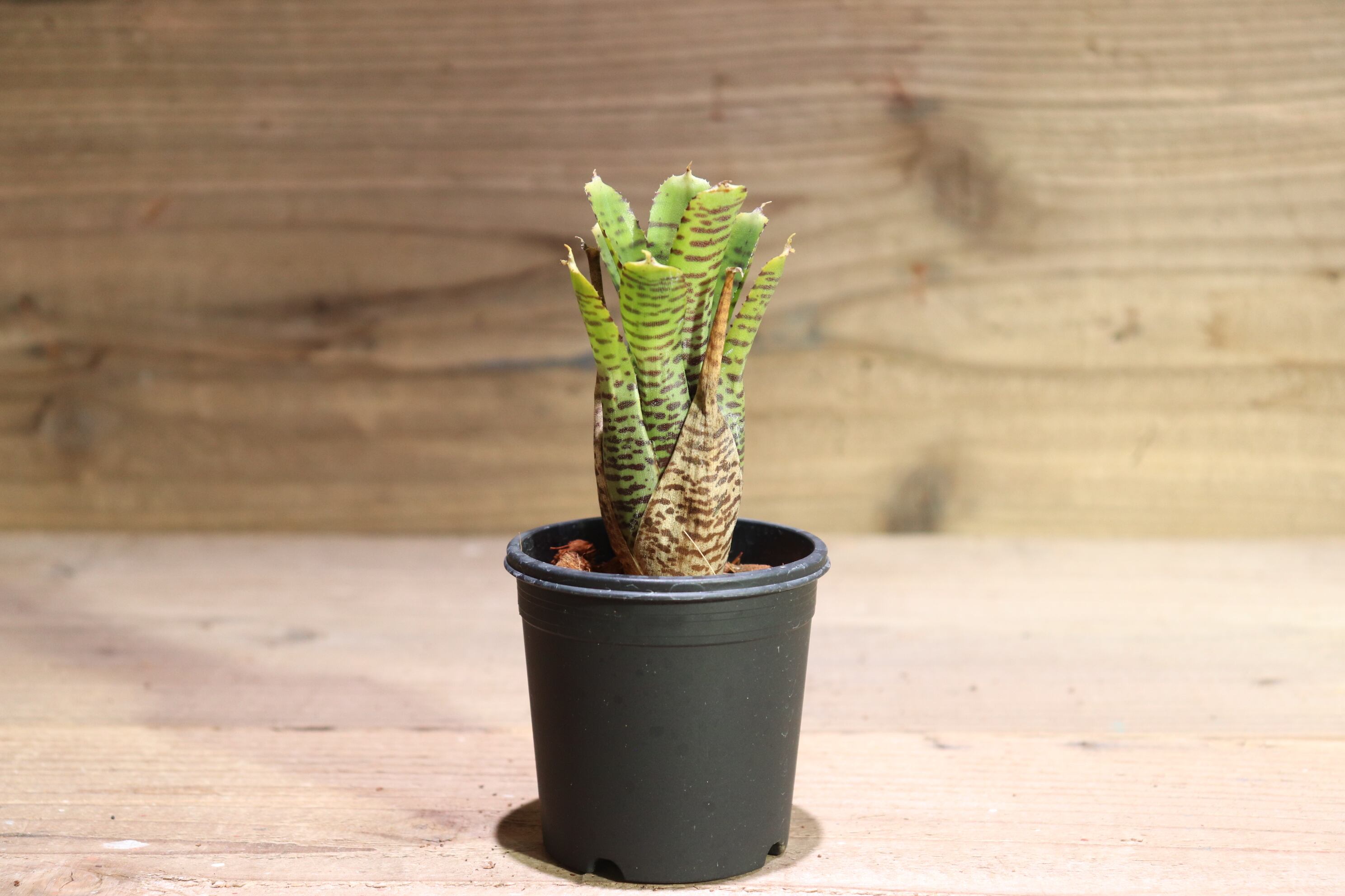 送料無料】Neoregelia punctatissima yellow form〔ネオレゲリア〕現品