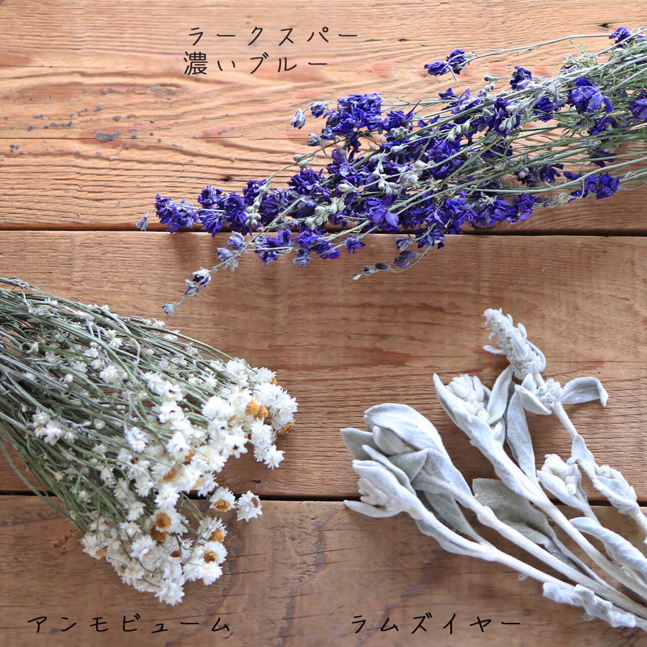 ラムズイヤー ( ワタチョロギ )/ 北海道産 ドライフラワー 花材 リース