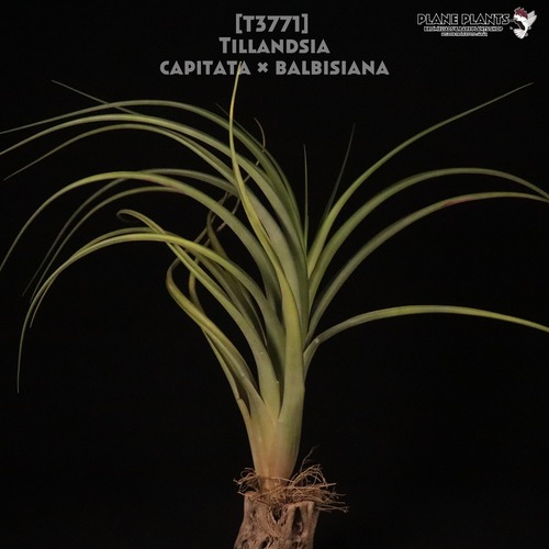 【送料無料】capitata × balbisiana〔エアプランツ〕現品発送T3771