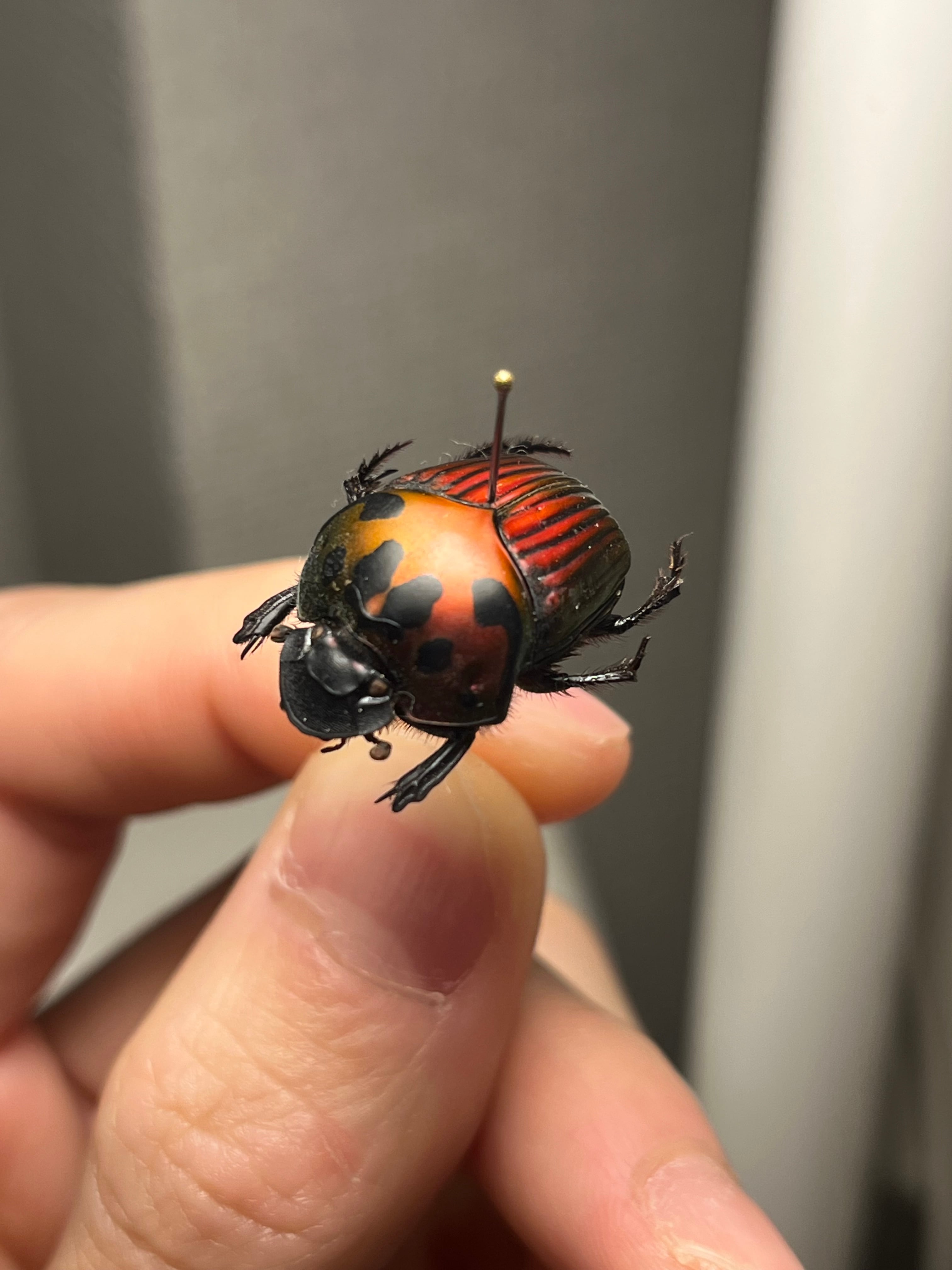 希少産地】オオアゴヘビトンボ 奇蟲 タランチュラ ムカデ 標本 昆虫