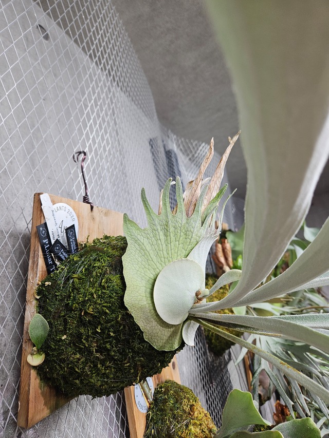 P.Lunar Tide 【artPLANTs/PLANTS GARAGE 】ビカクシダ#Platycerium