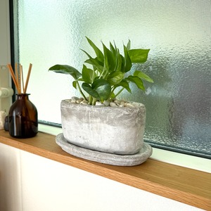 ポトス・グローバルグリーン