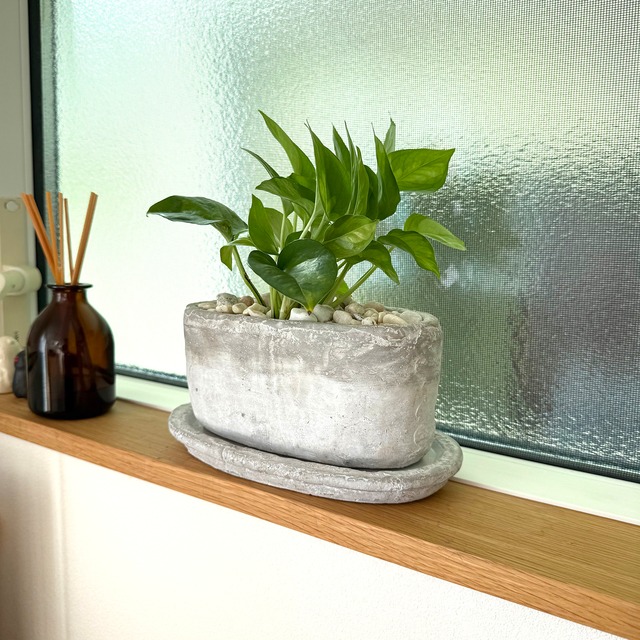 ポトス・グローバルグリーン