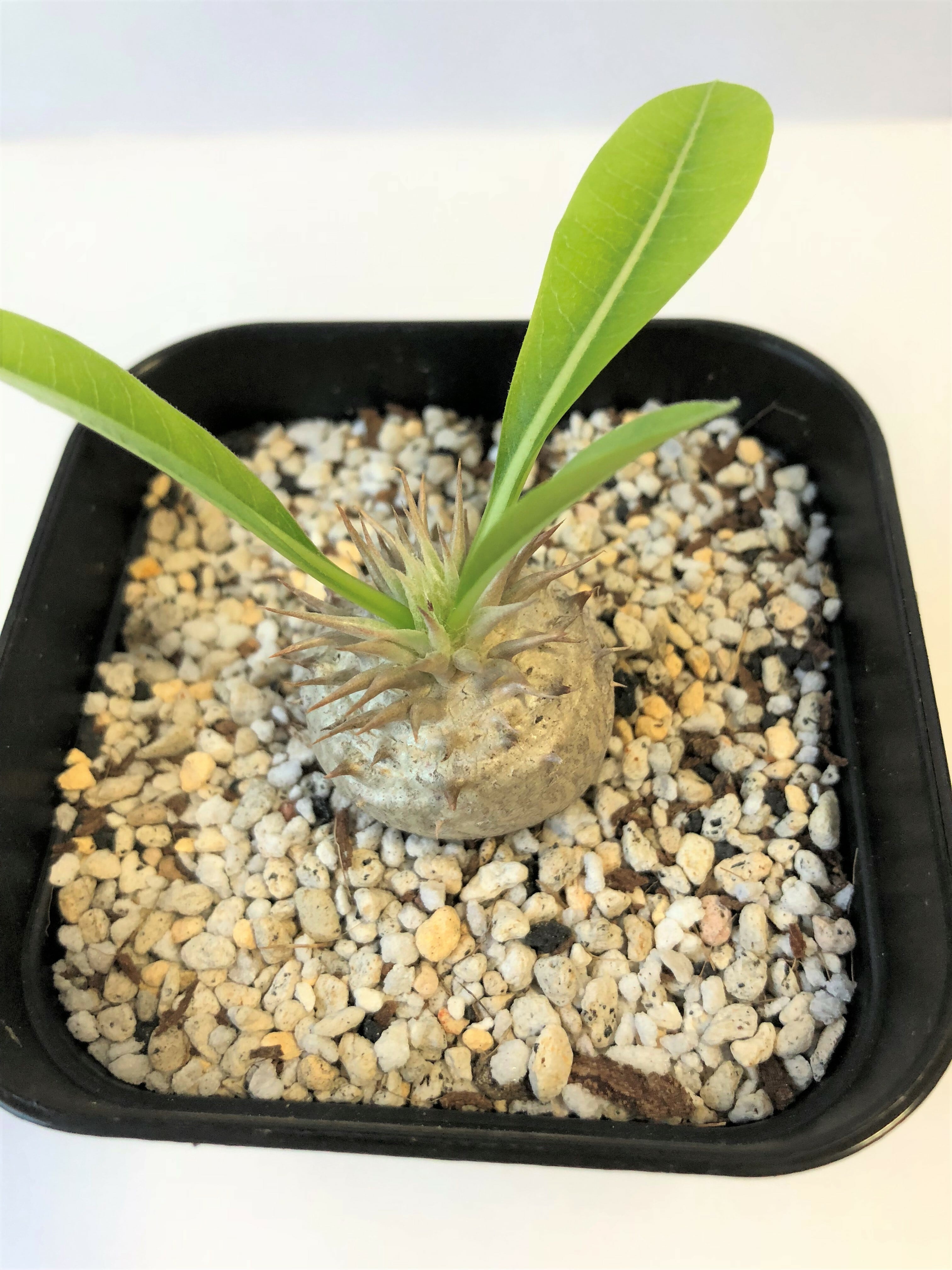 Pachypodium Densicaule パキポディウム 恵比寿大黒 | plants MARU