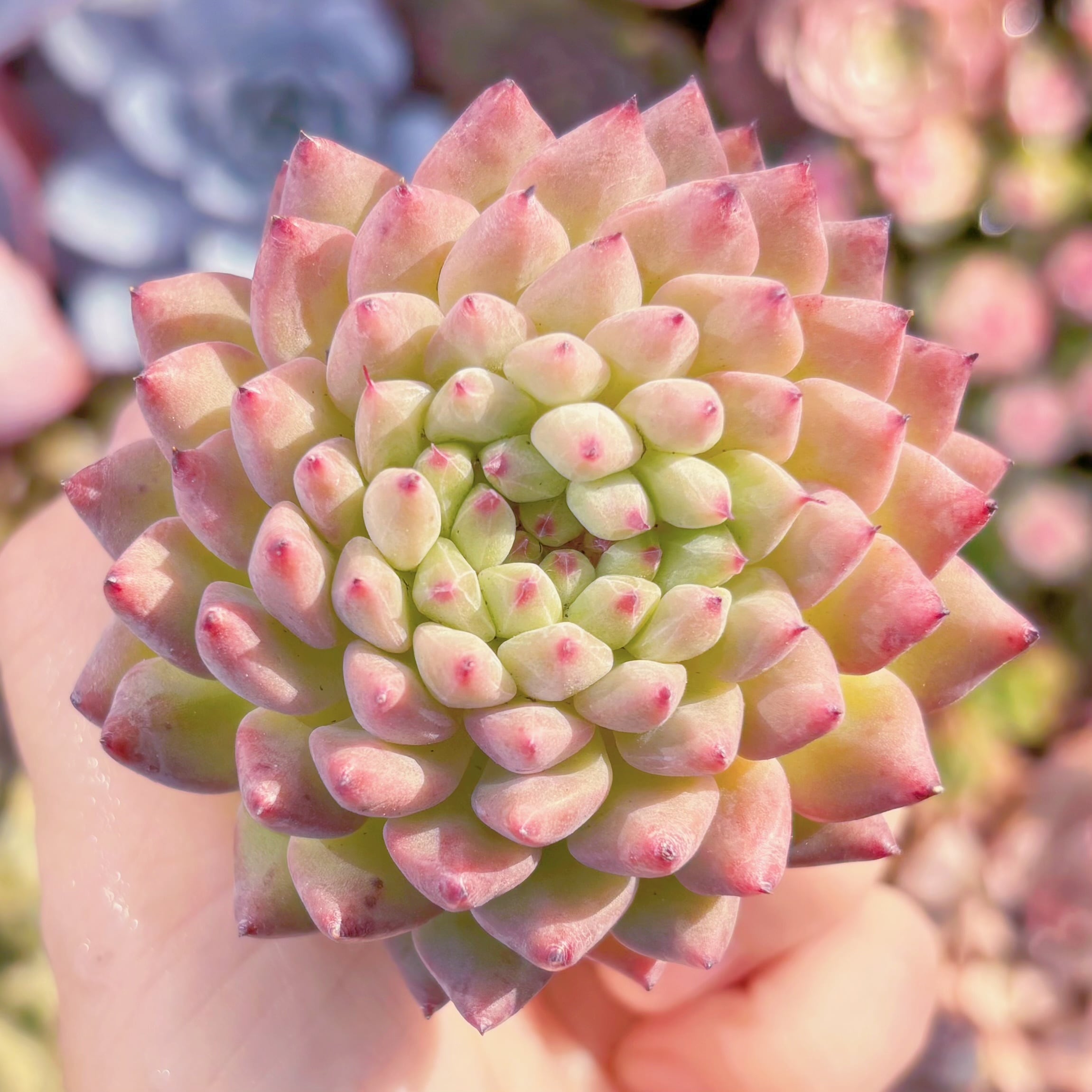 多肉植物　胭脂扣　新入荷　るる農園