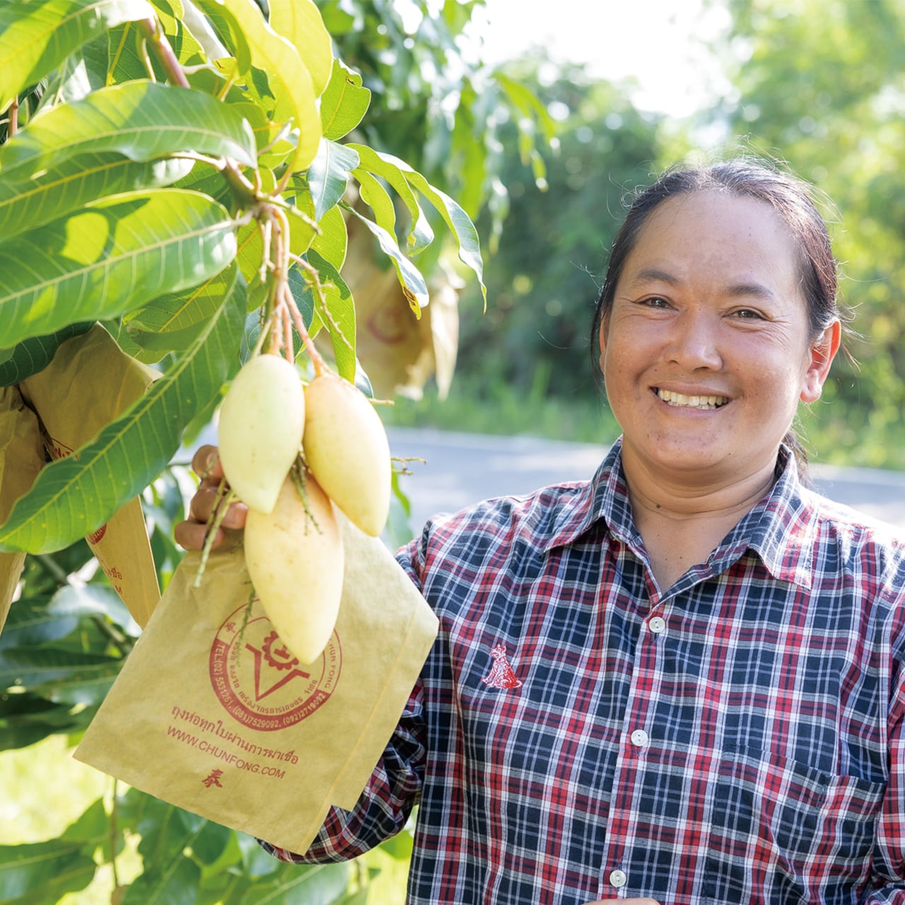 タイマンゴー “ 微笑みのしずく ” 〈2個入〉 | 星の宮ファーム