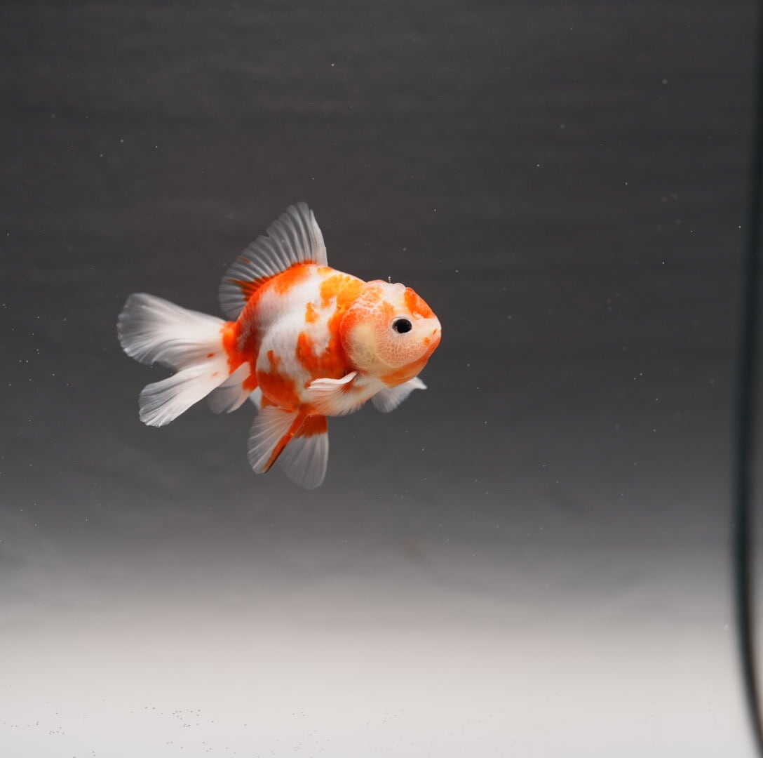 極上金魚 神奈川#川崎#琉金#出目金#かわいい 可愛い 優雅 綺麗 癒し ヒラヒラ