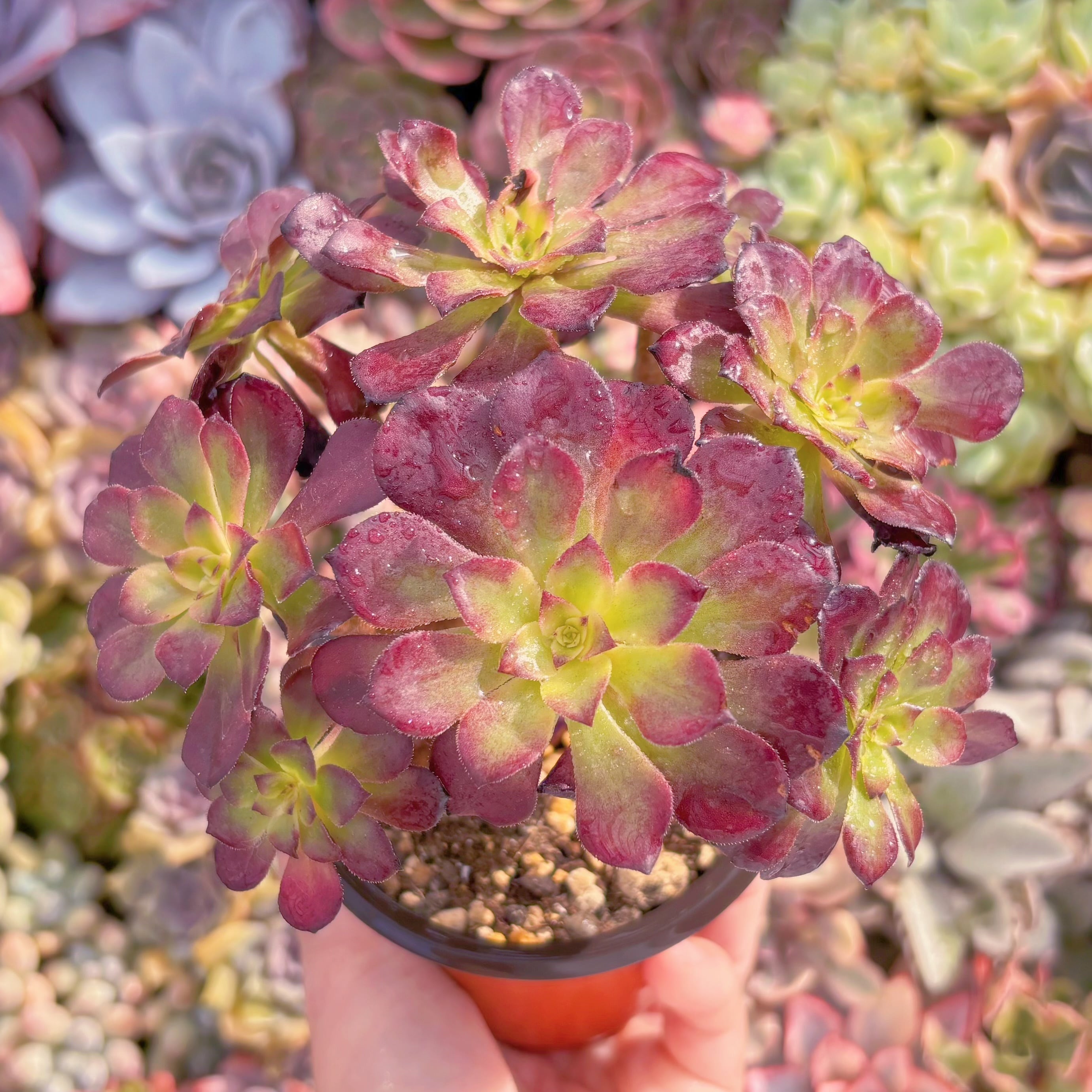 現品　花蝶#1166　群生　新入荷　るる農園