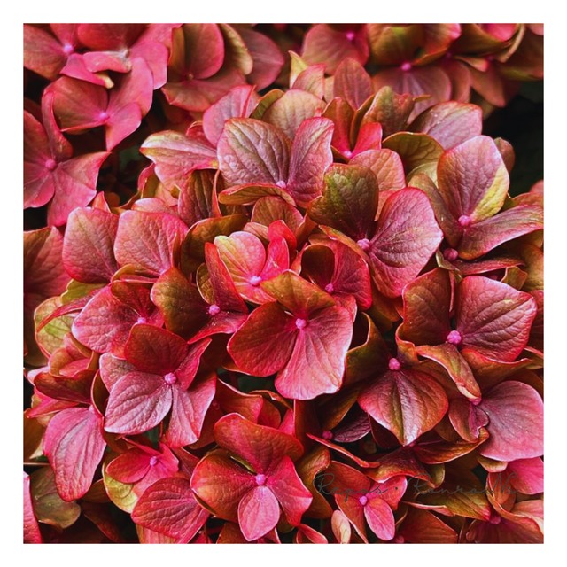 アジサイ：マジカルチョコレート　レッド（5号鉢）秋色紫陽花　マジカルシリーズ　ハイドランジア　アジサイ　 紫陽花　鉢花　母の日　ギフト　落葉樹　