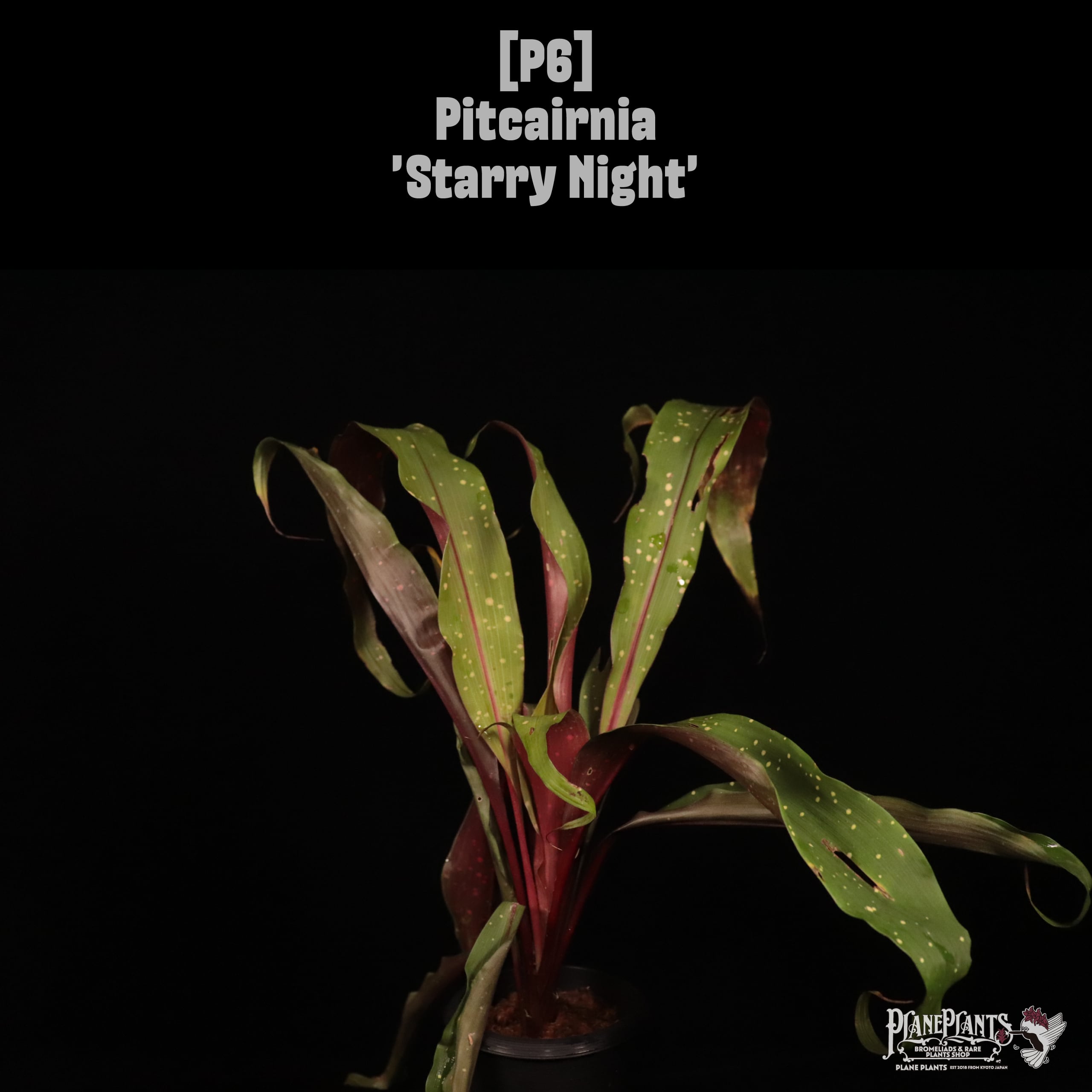 【reserved】Pitcairnia 'Starry Night'〔ピトカイルニア〕現品発送P6