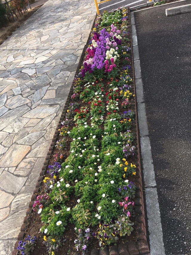 花壇の植え替え