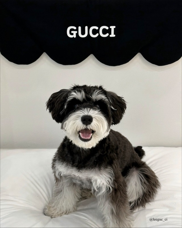 受注制作 Wave loop   Sサイズ  /  ペット カスタムネームタック ドアサイン ガーランド ファブリックオブジェ【韓国ブランドMAYRUA】