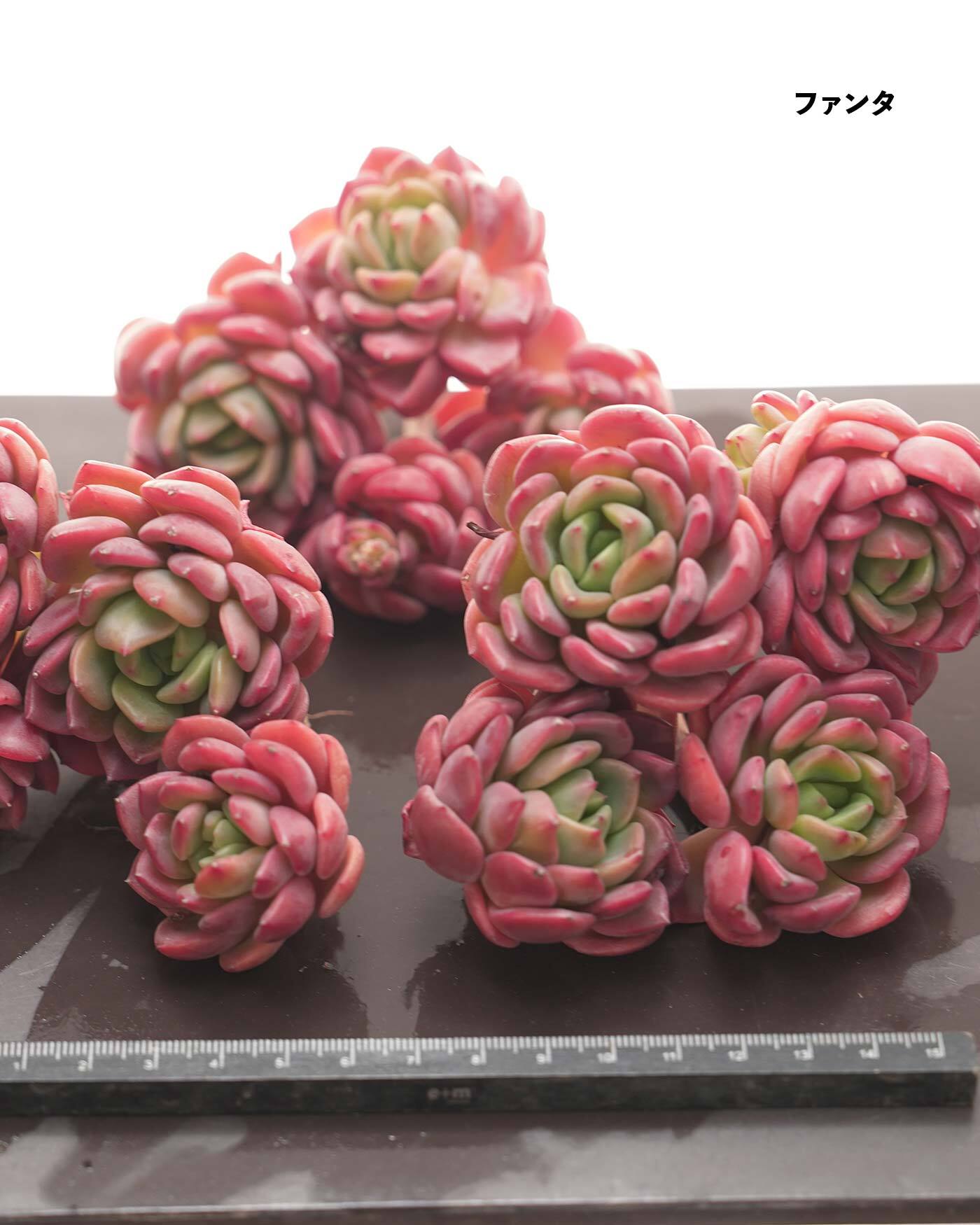 セットA おいしい多肉 4種】プリン錦／チーズブルーベリー／ファンタ