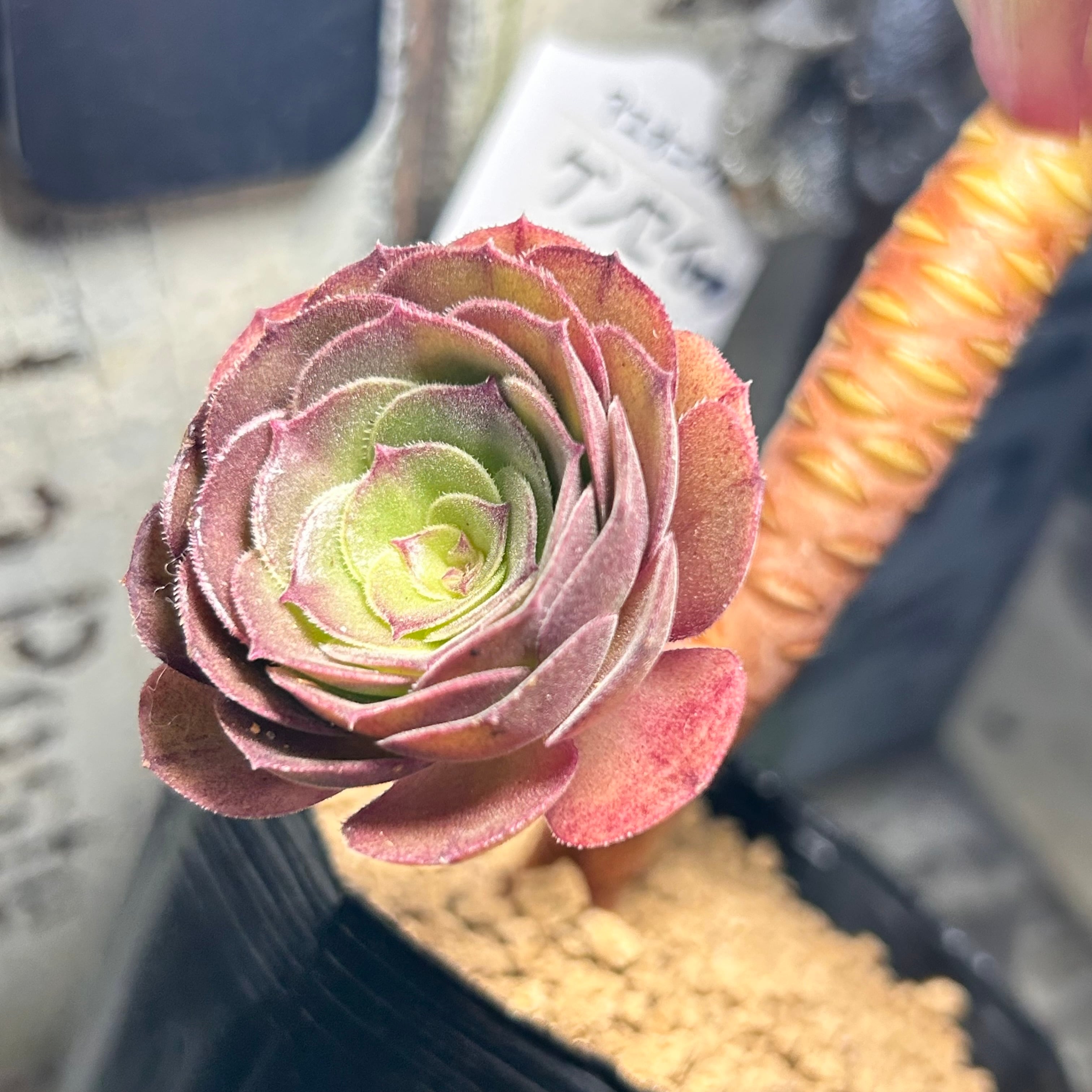ケンセイナカフ アエオニウム | RuPo 多肉植物専門店