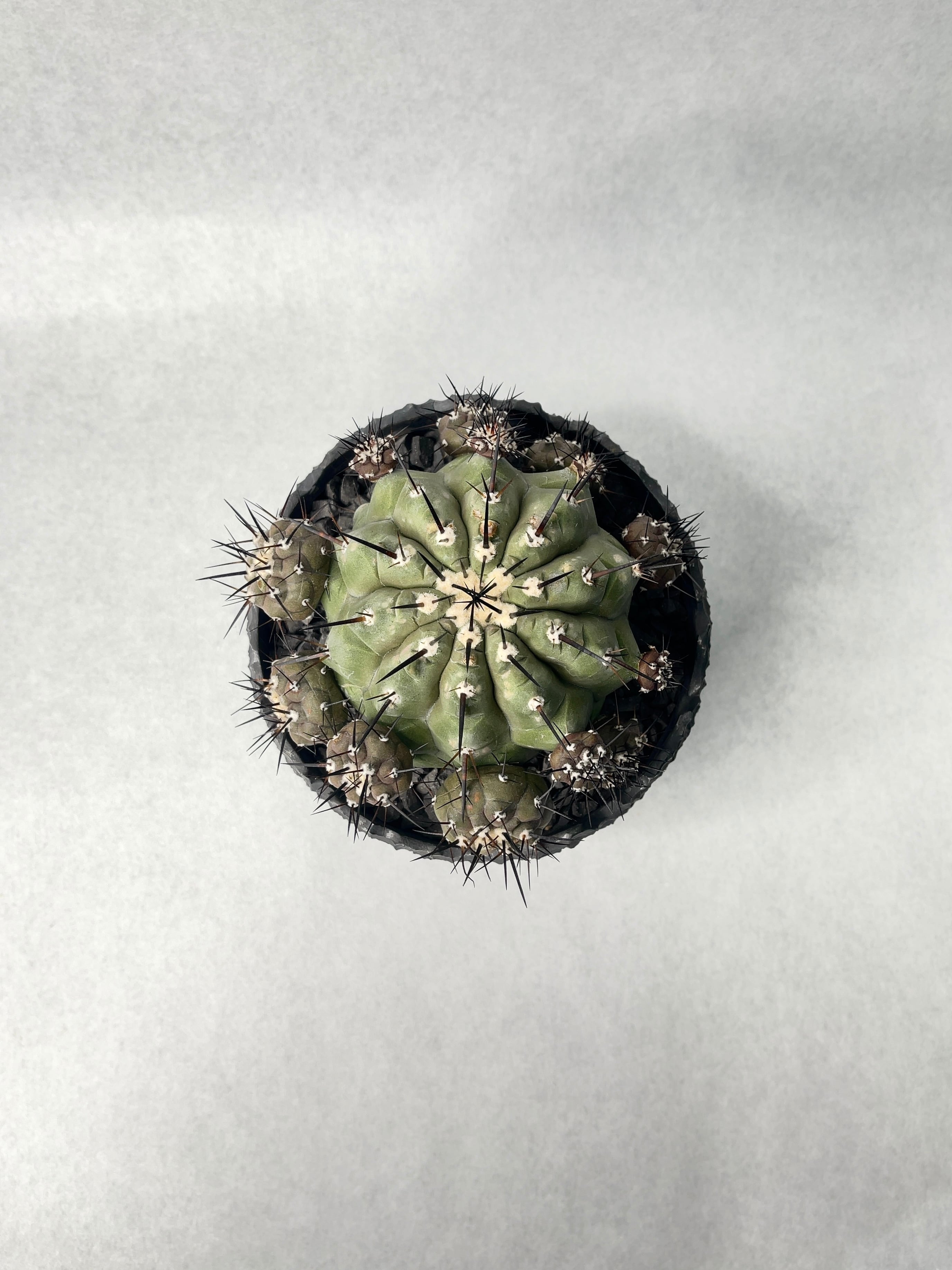 コピアポア・黒王丸 | trigger