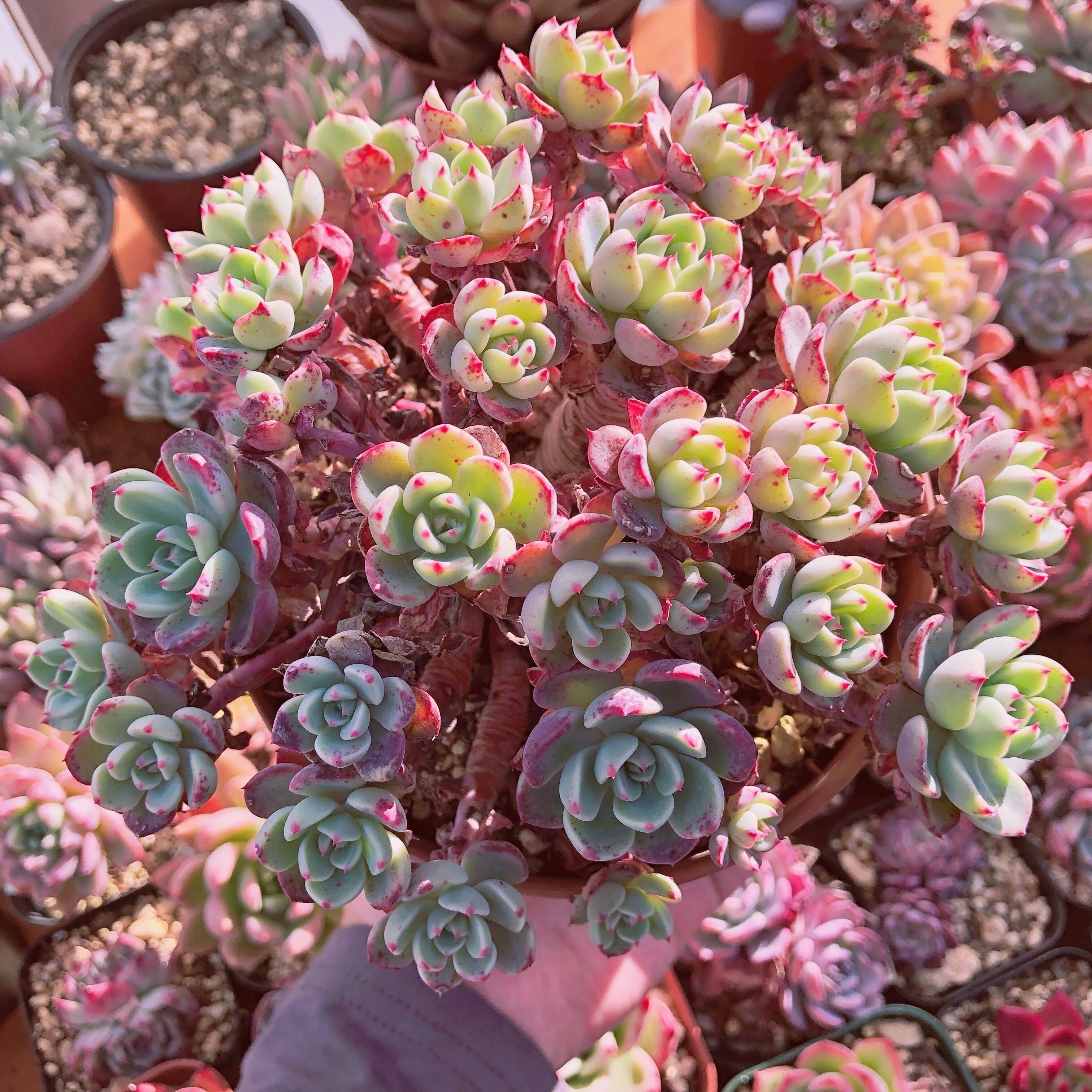 多肉植物　nanafukumini 特大群生　抜き苗