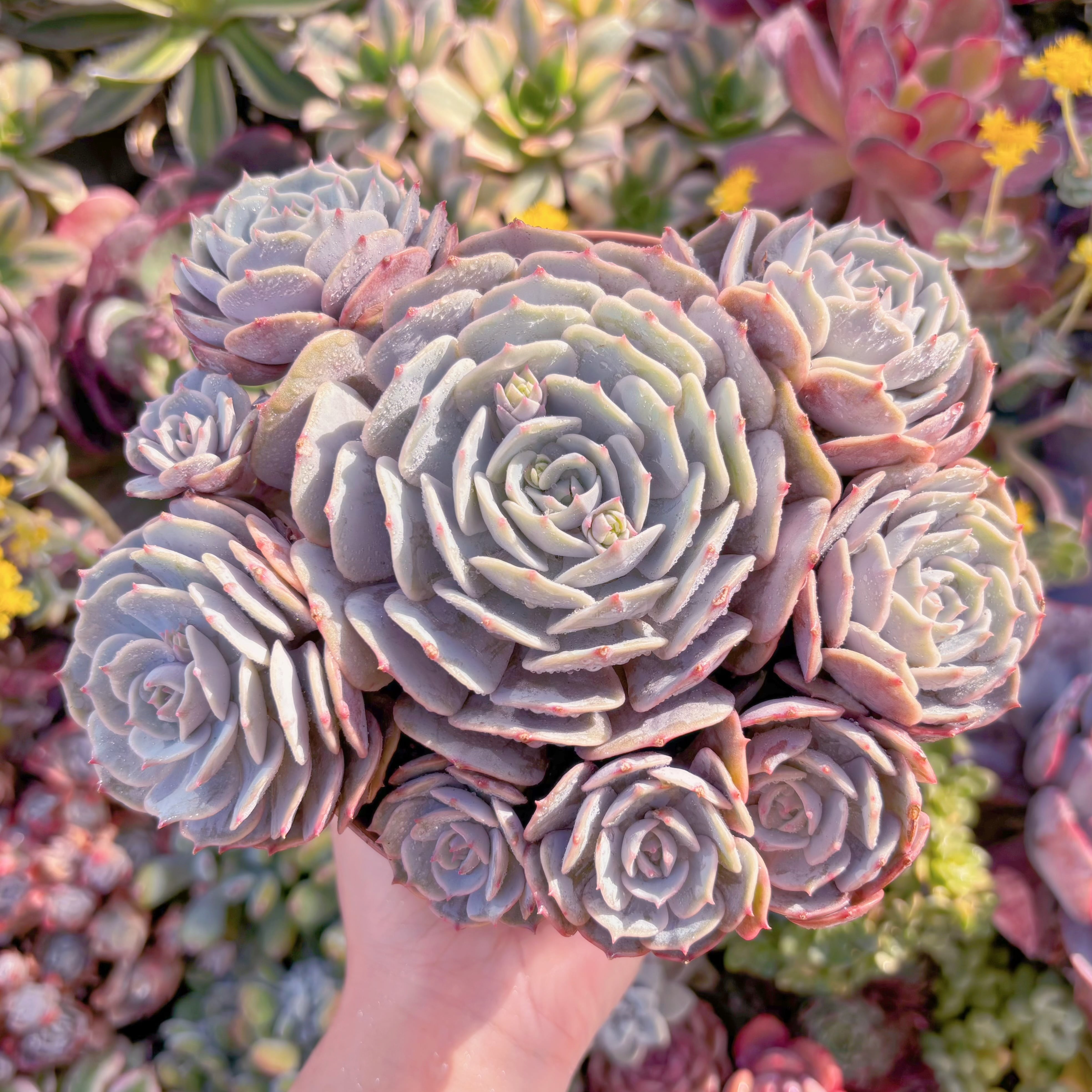 現品　ローラ#637　大群生　新入荷　るる農園