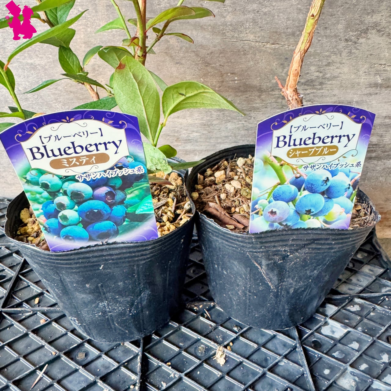 96bbe1cf6f8d7f8eeffe818ecd3fbd